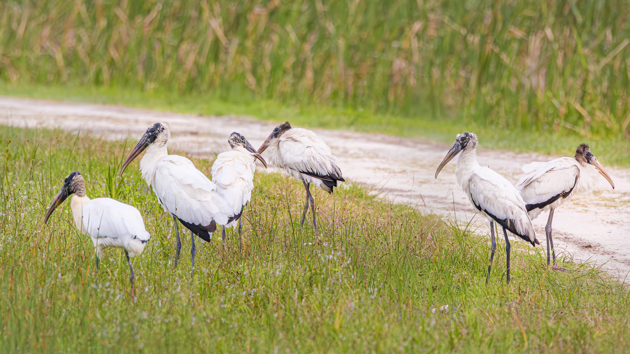 Wood Stork