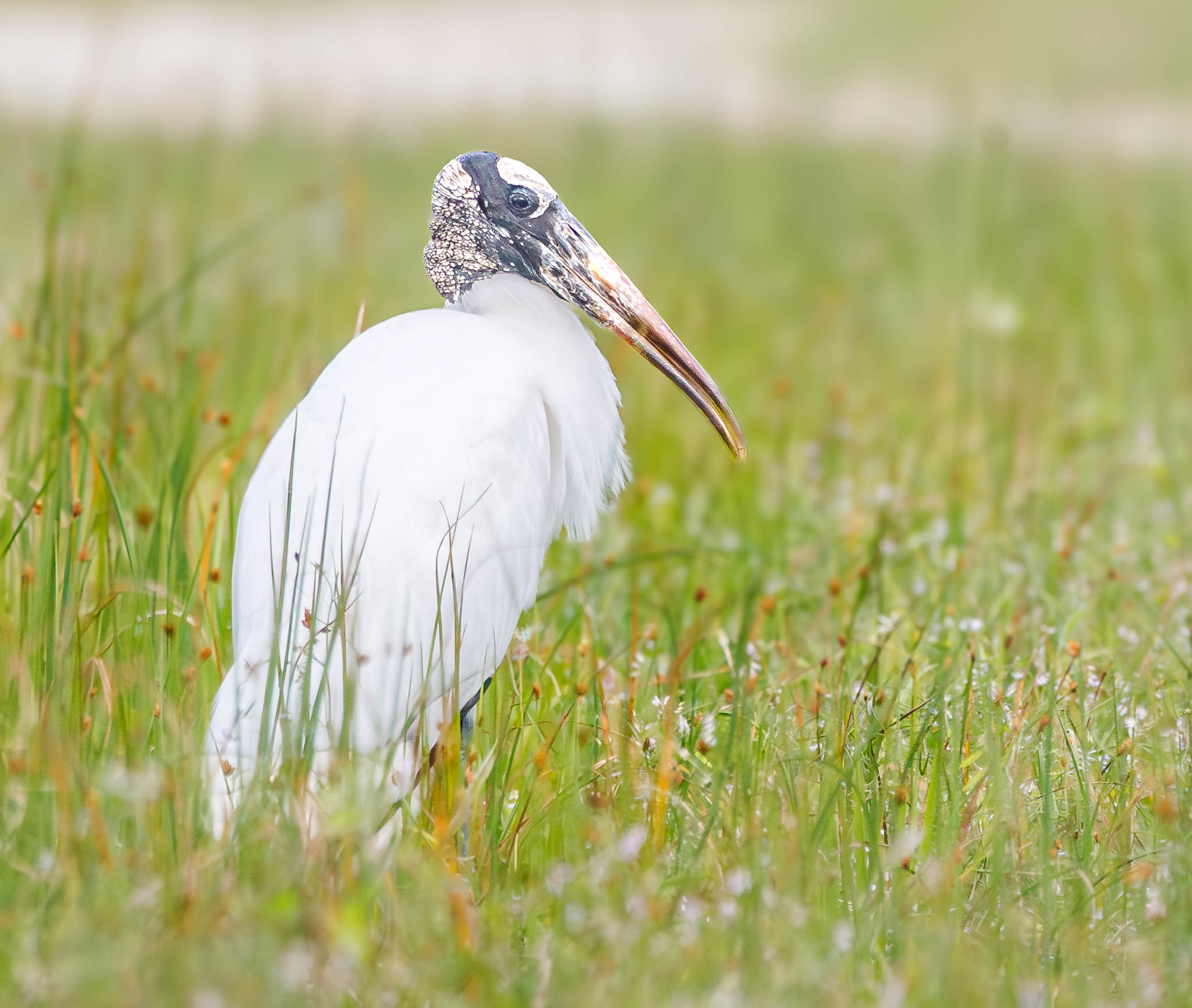 Wood Stork