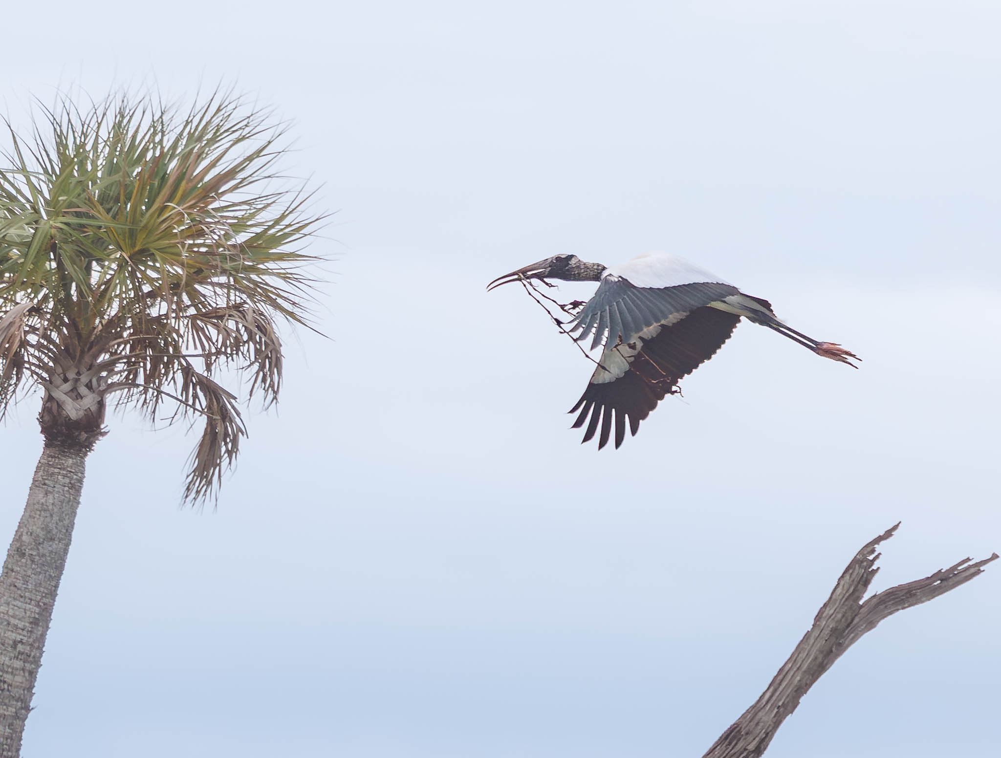 Wood Stork
