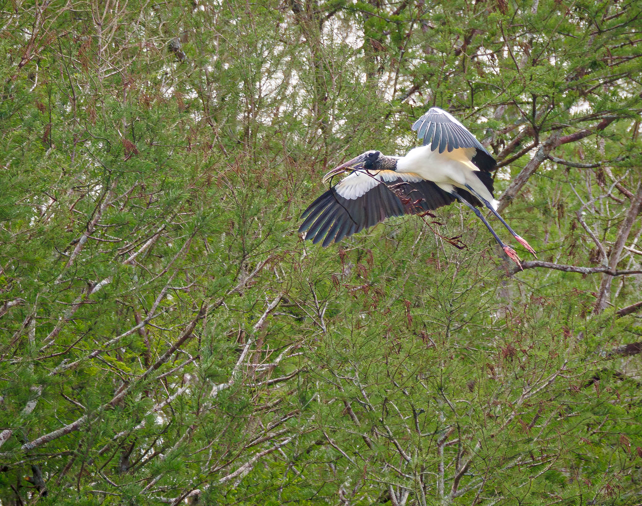 Wood Stork