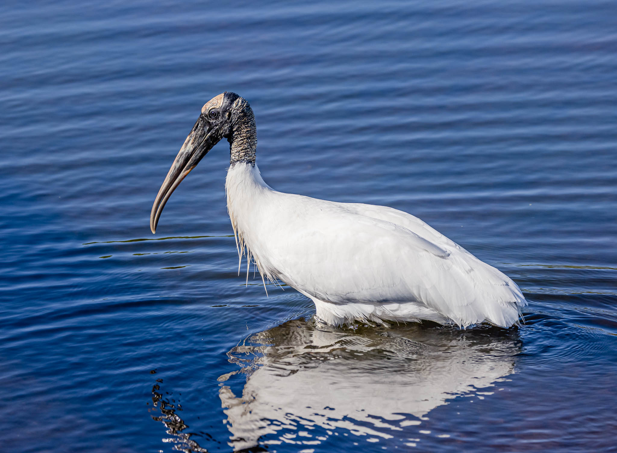 Wood Stork