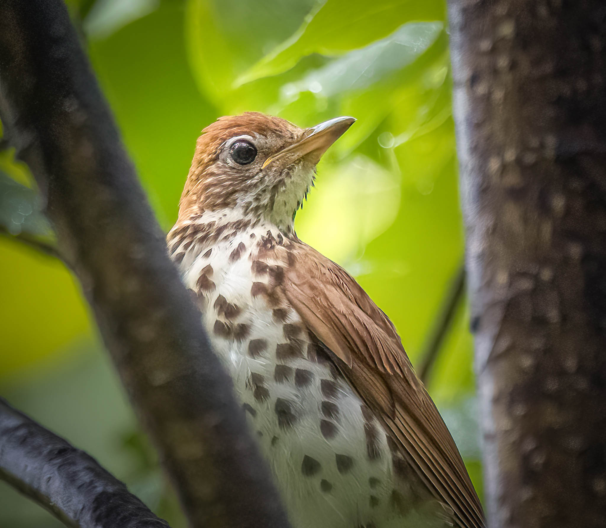 Wood Thrush