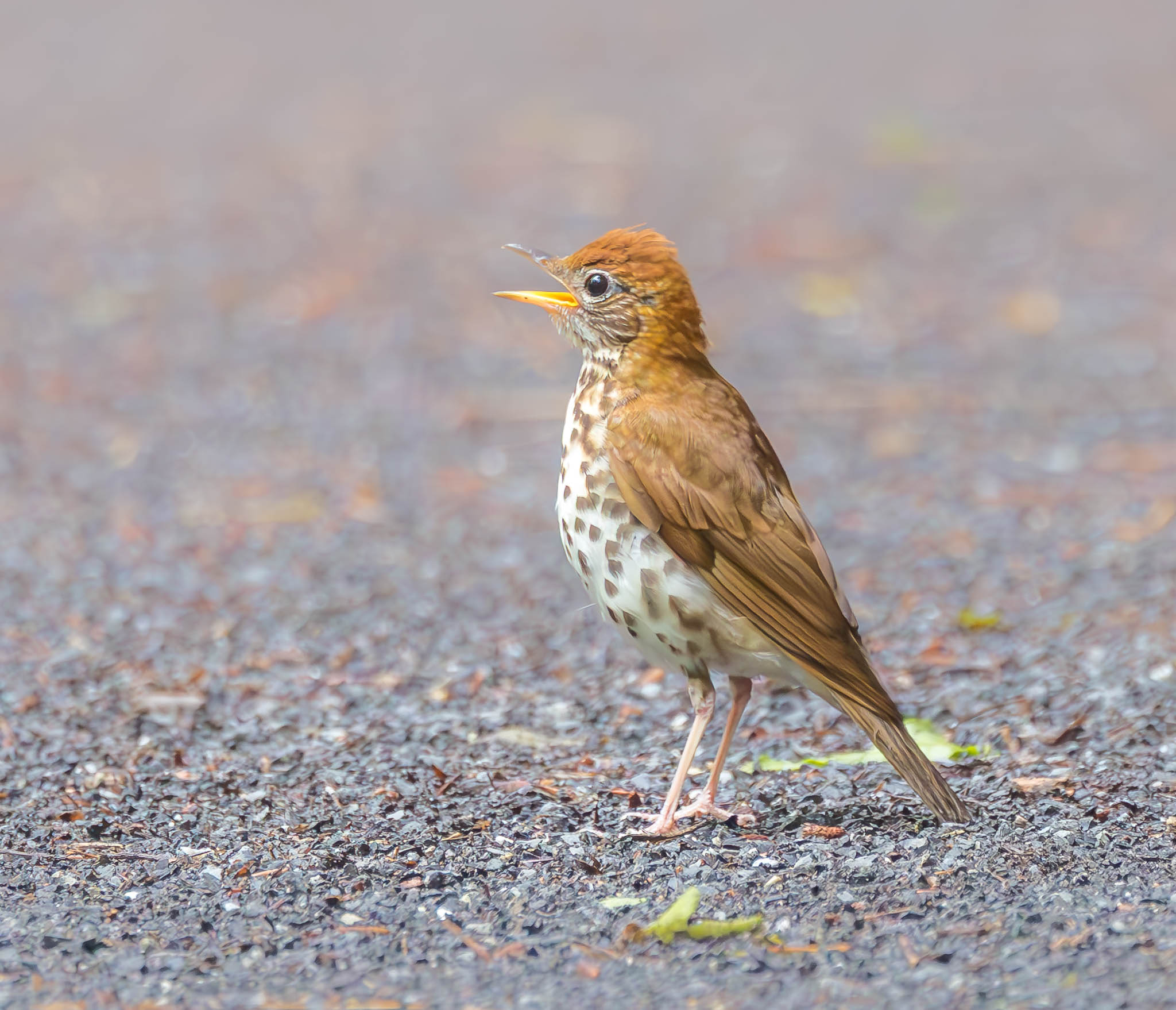 Wood Thrush