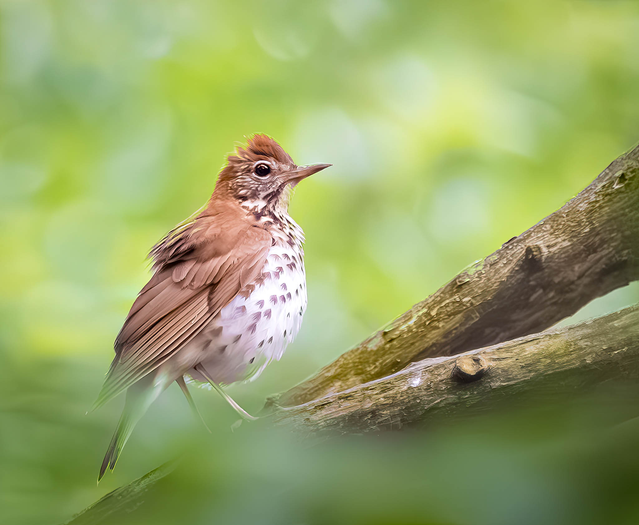 Wood Thrush