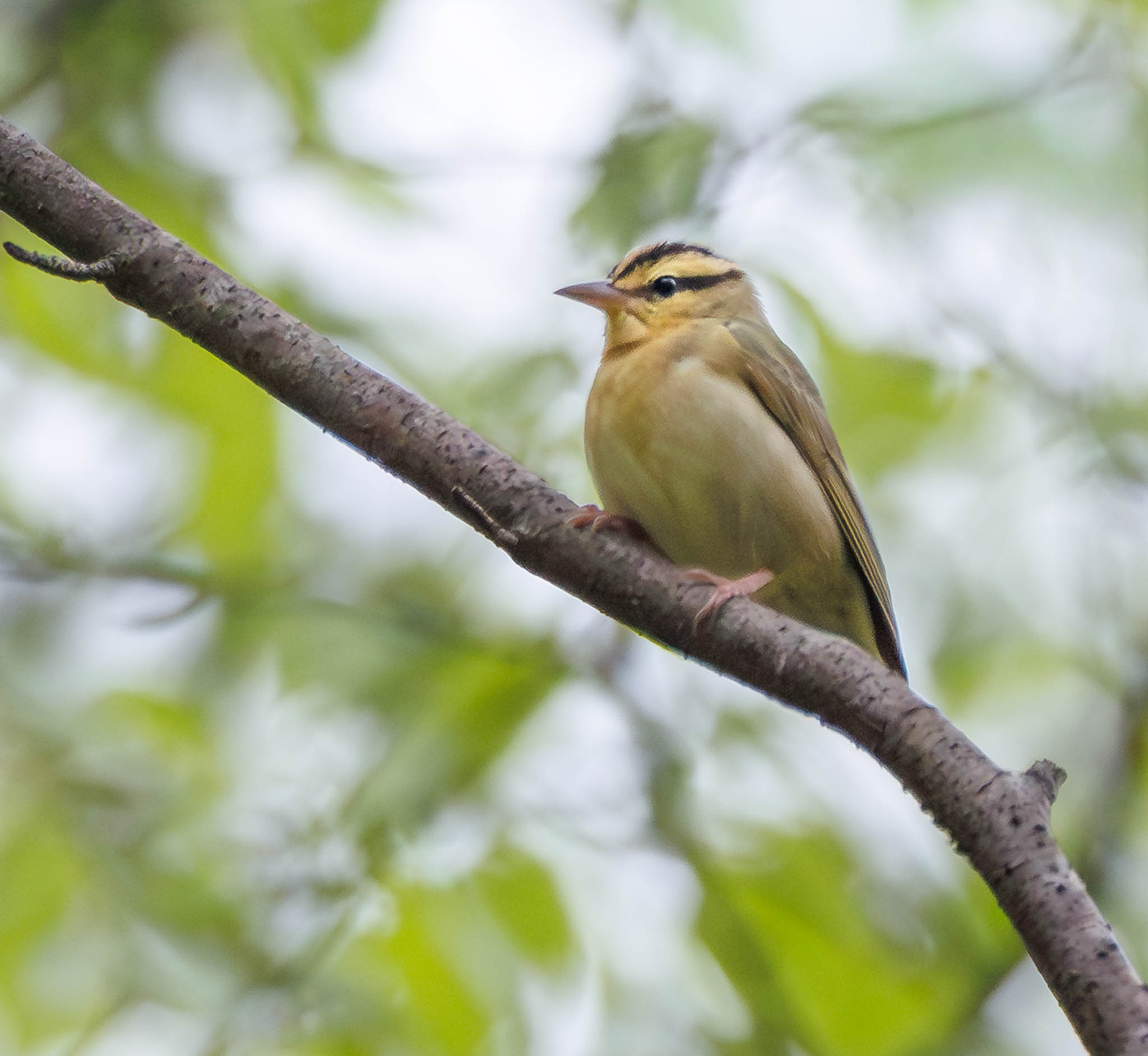 Worm-eating Warbler