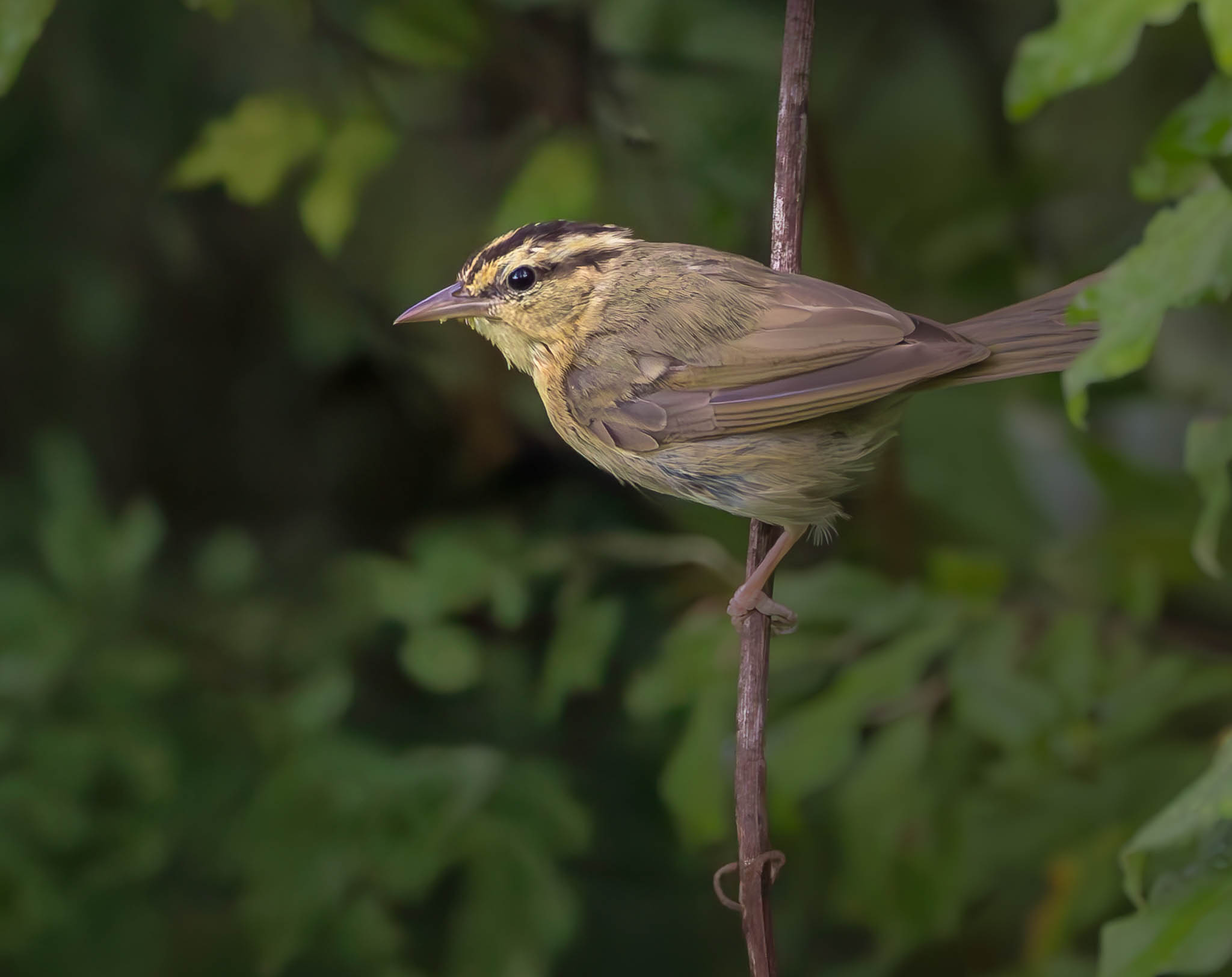 Worm-eating Warbler