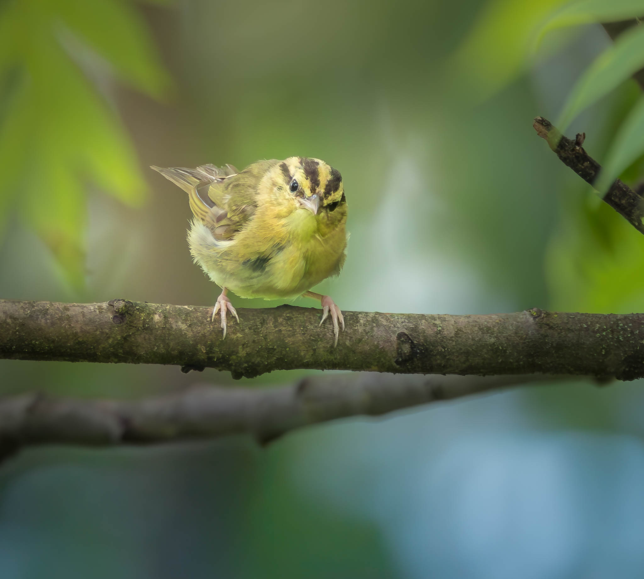 Worm-eating Warbler