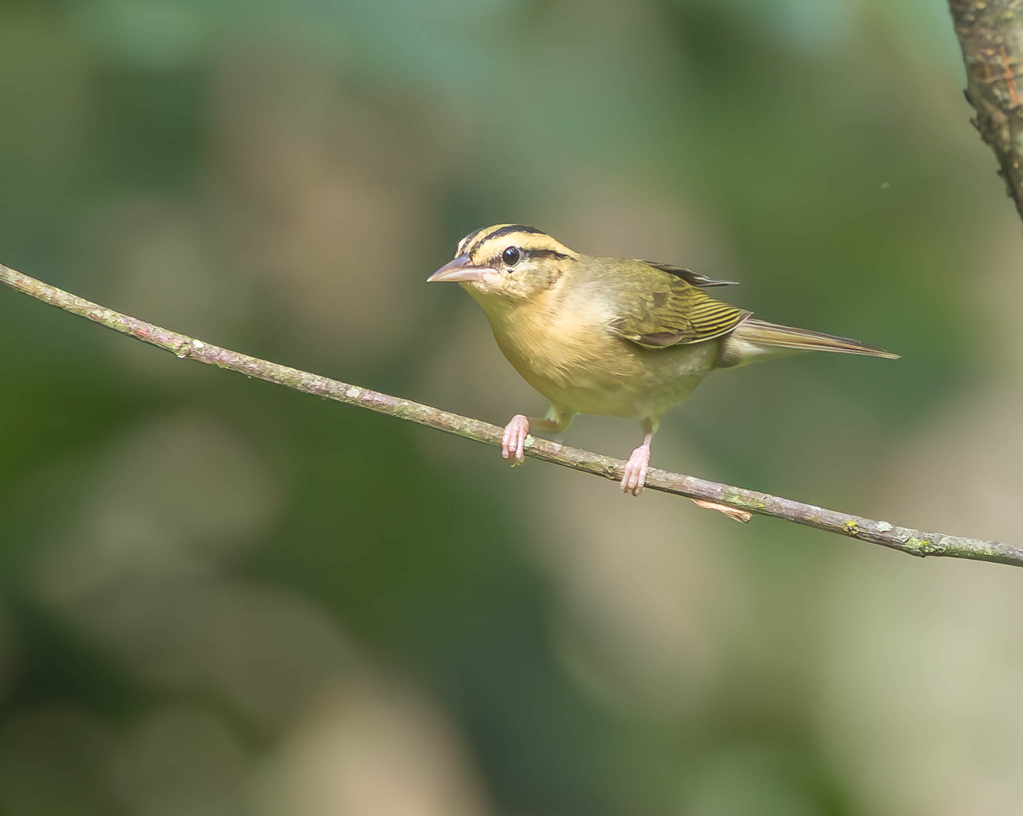 Worm-eating Warbler