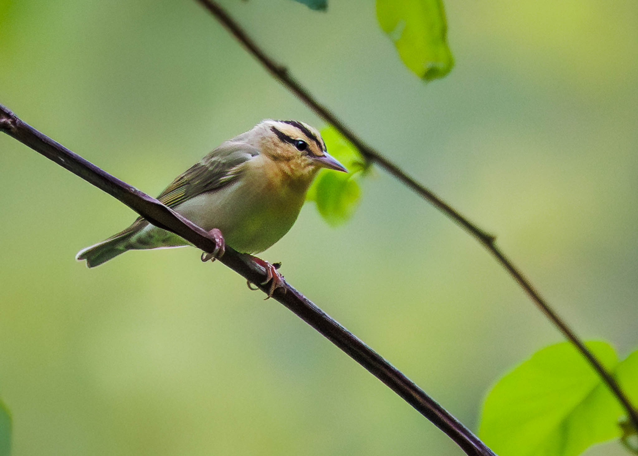 Worm-eating Warbler