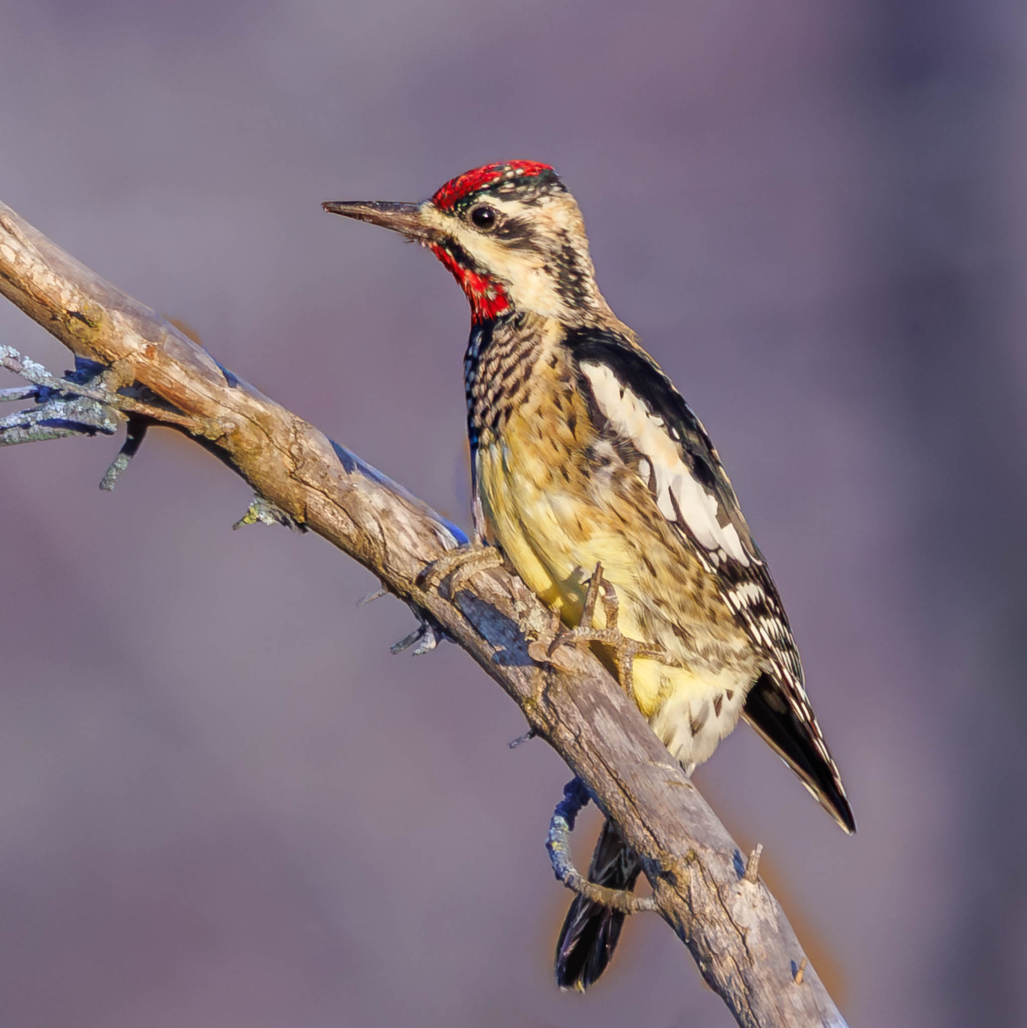Yellow-bellied Sapsucker