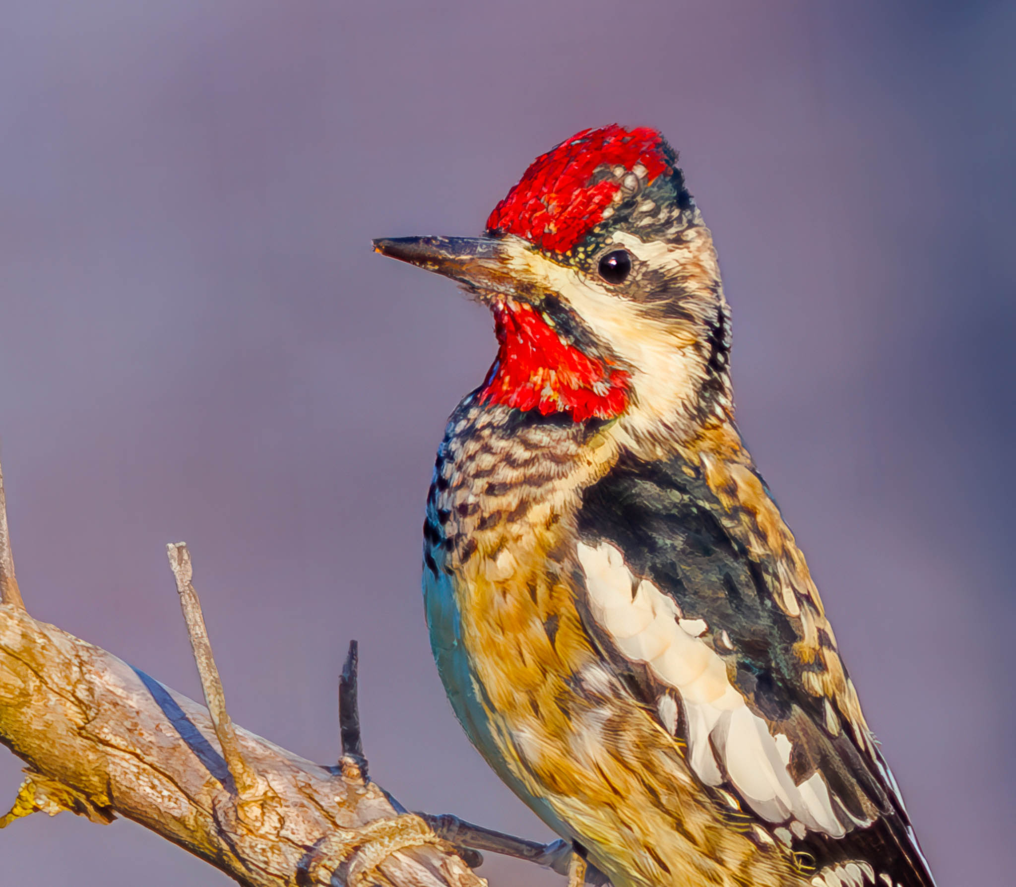 Yellow-bellied Sapsucker