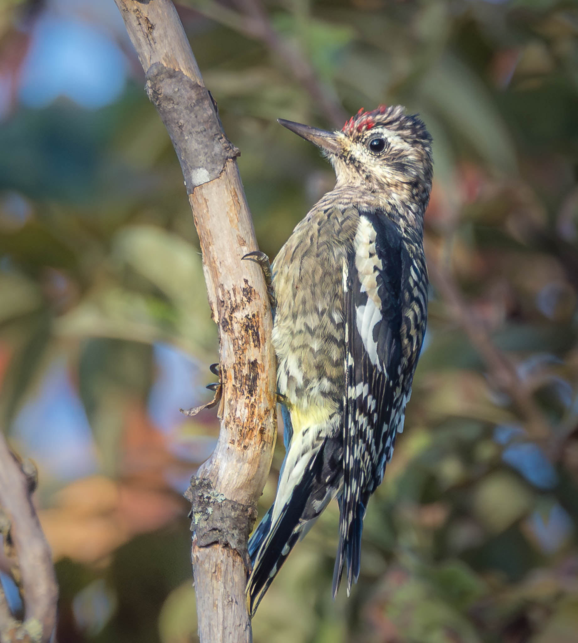 Yellow-bellied Sapsucker