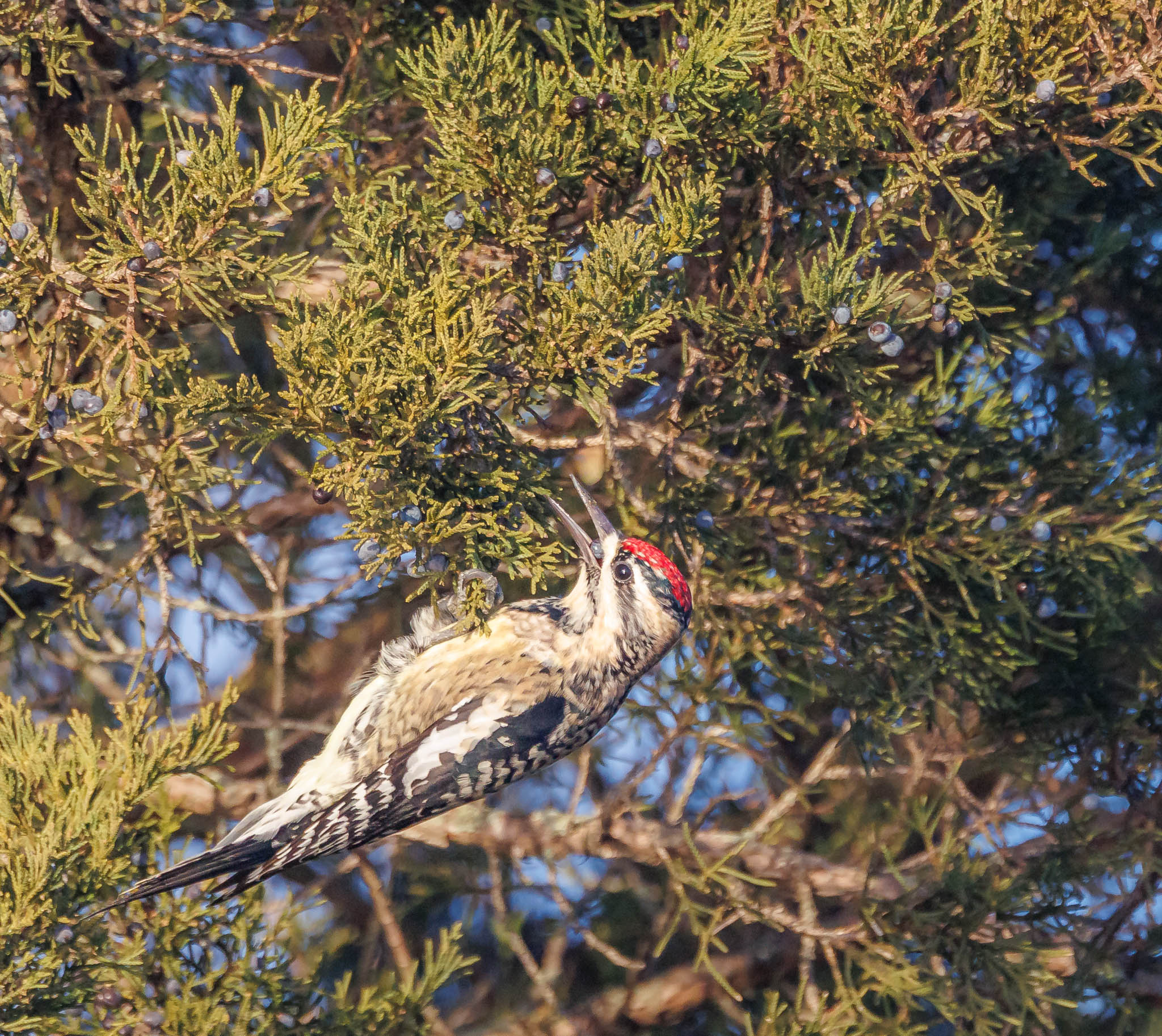 Yellow-bellied Sapsucker