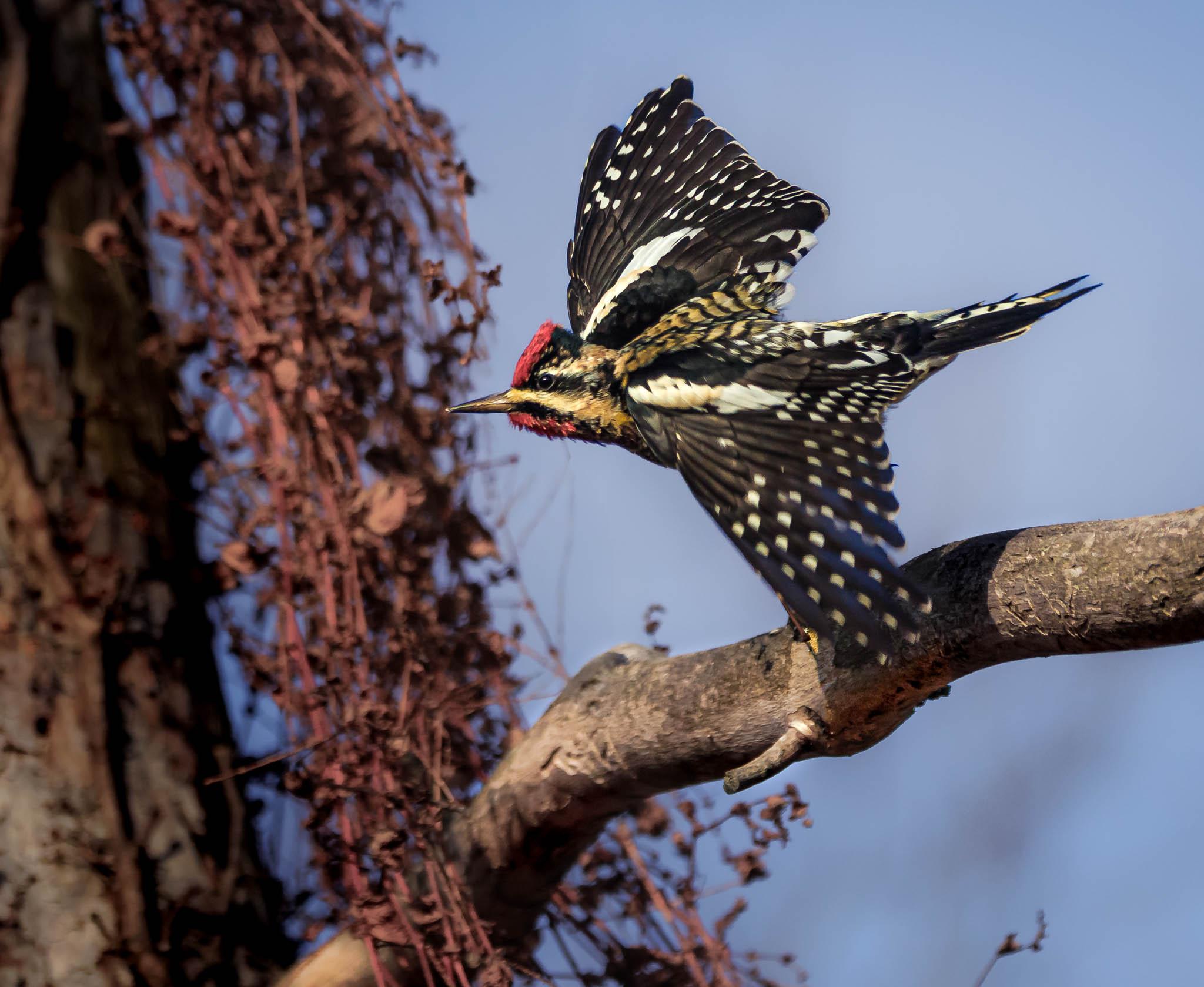 Yellow-bellied Sapsucker