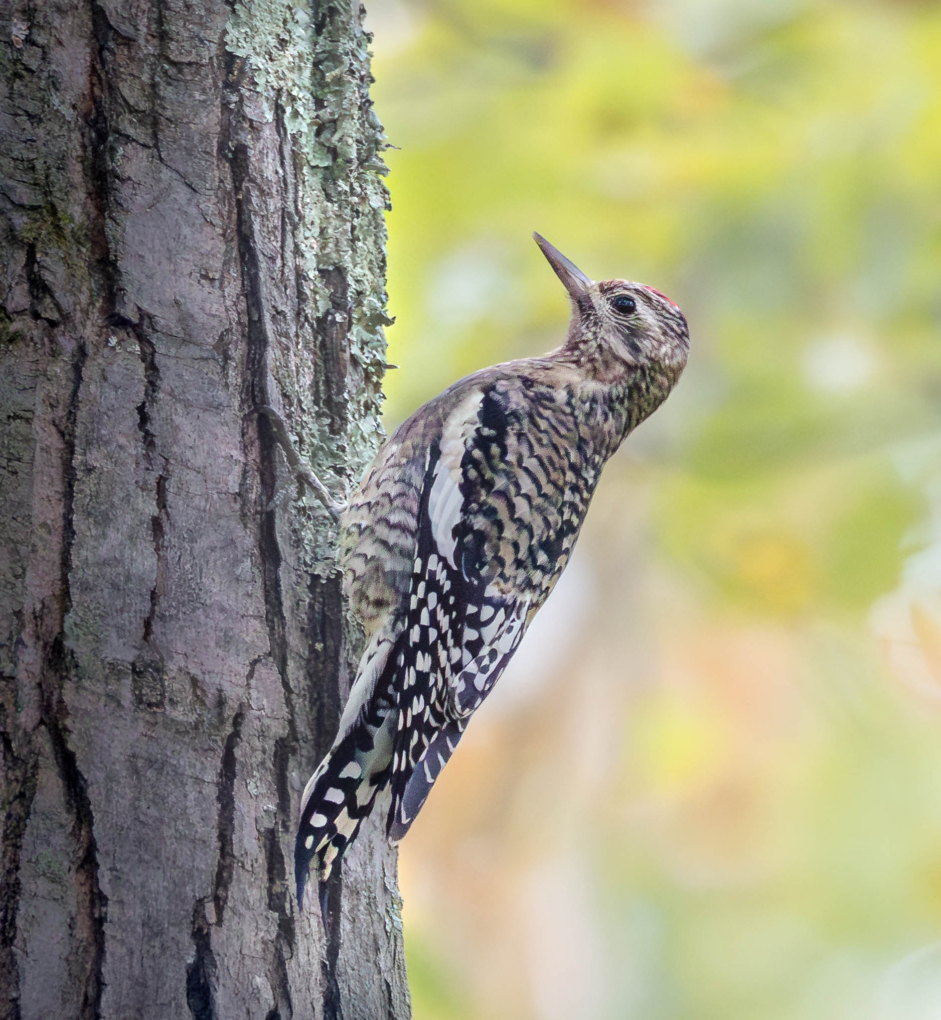 Yellow-bellied Sapsucker