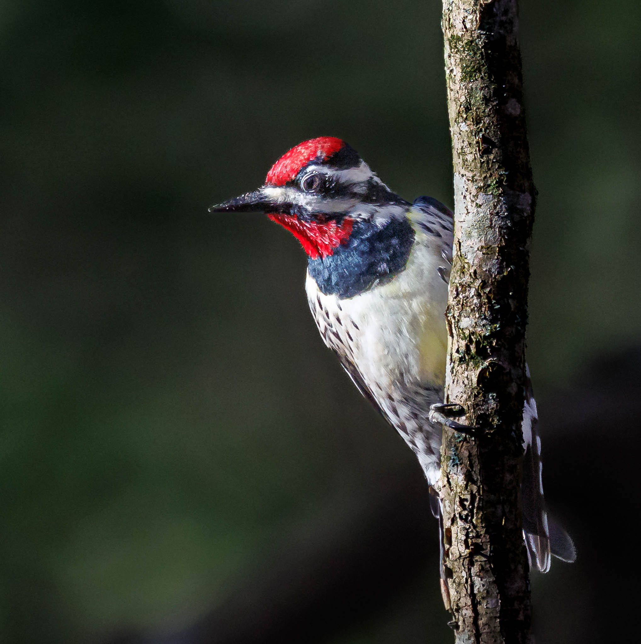 Yellow-bellied Sapsucker