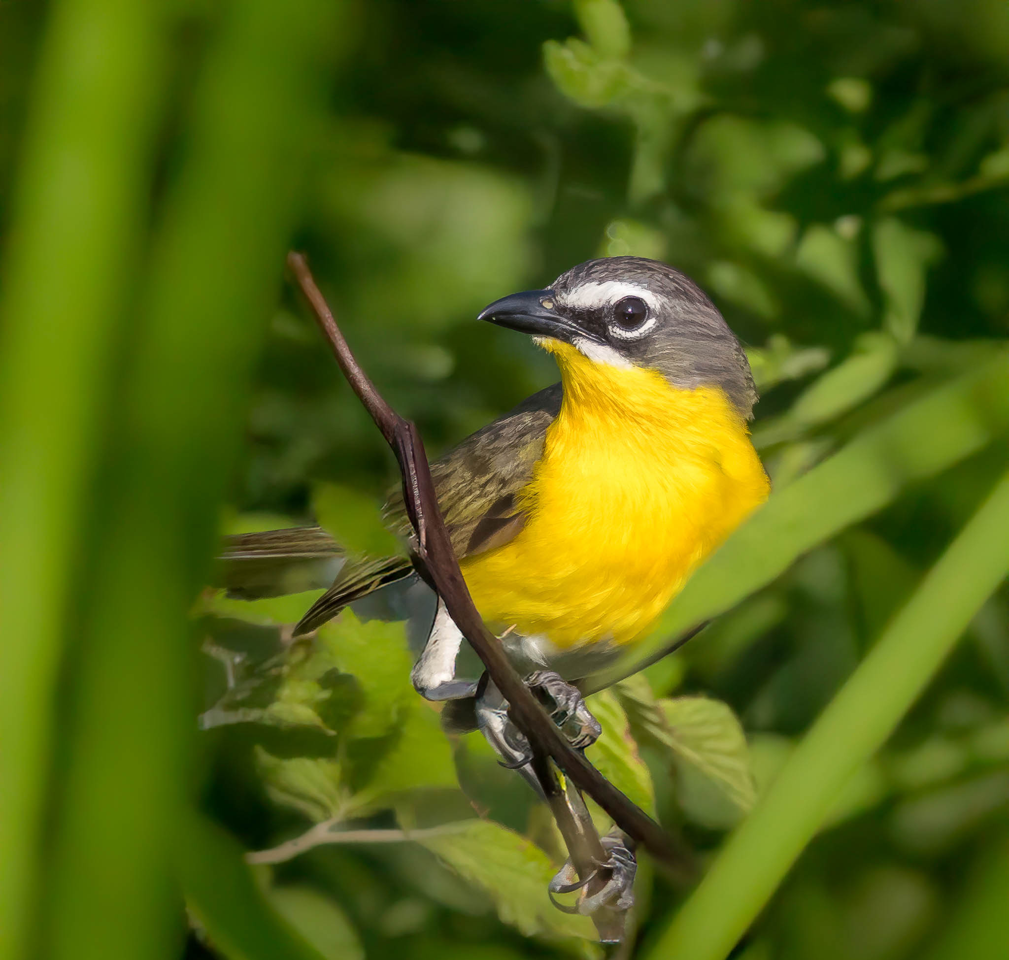 Yellow-breasted Chat