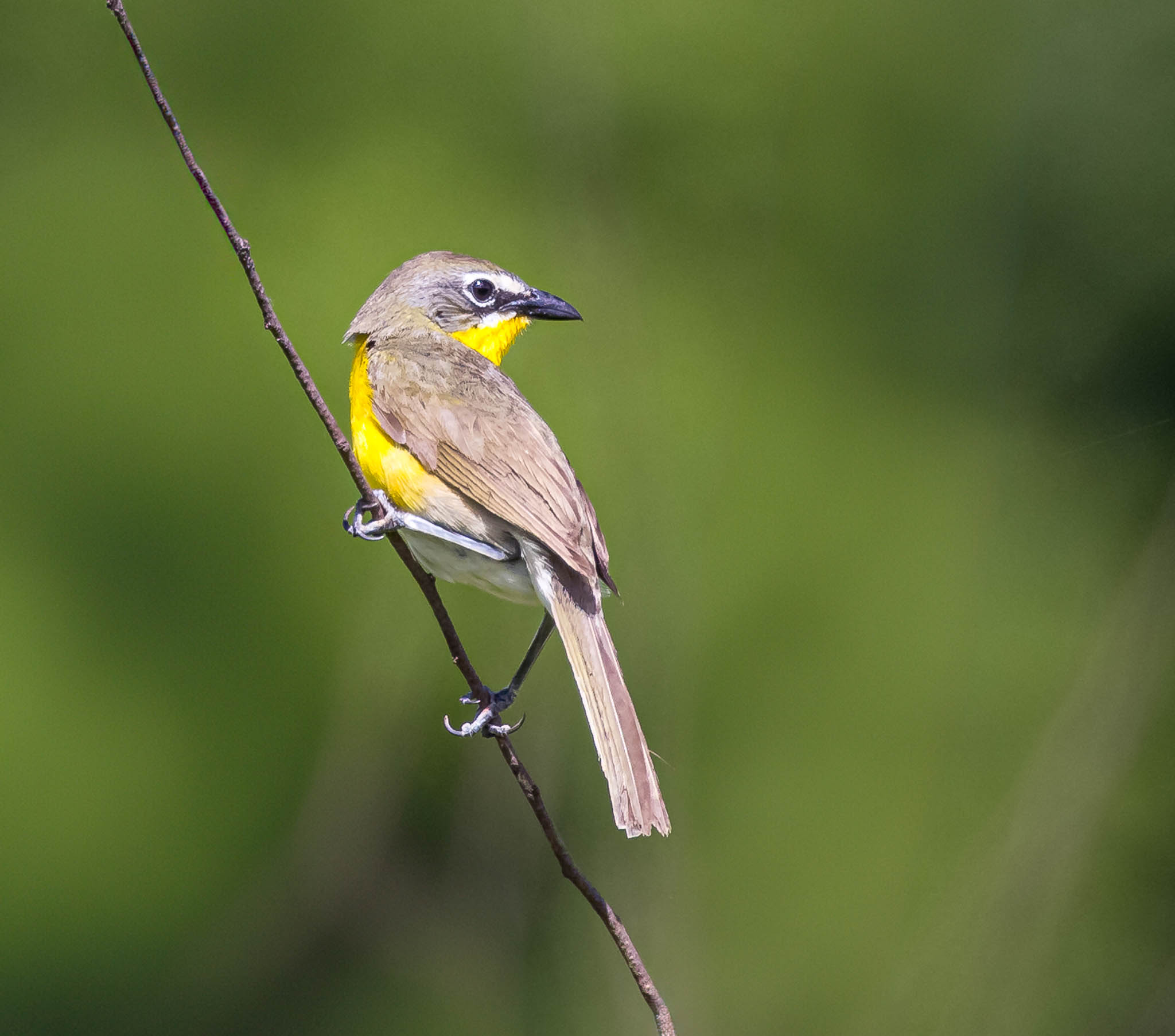 Yellow-breasted Chat