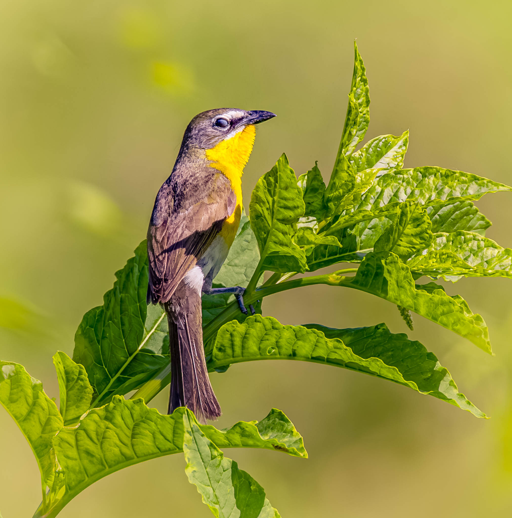 Yellow-breasted Chat