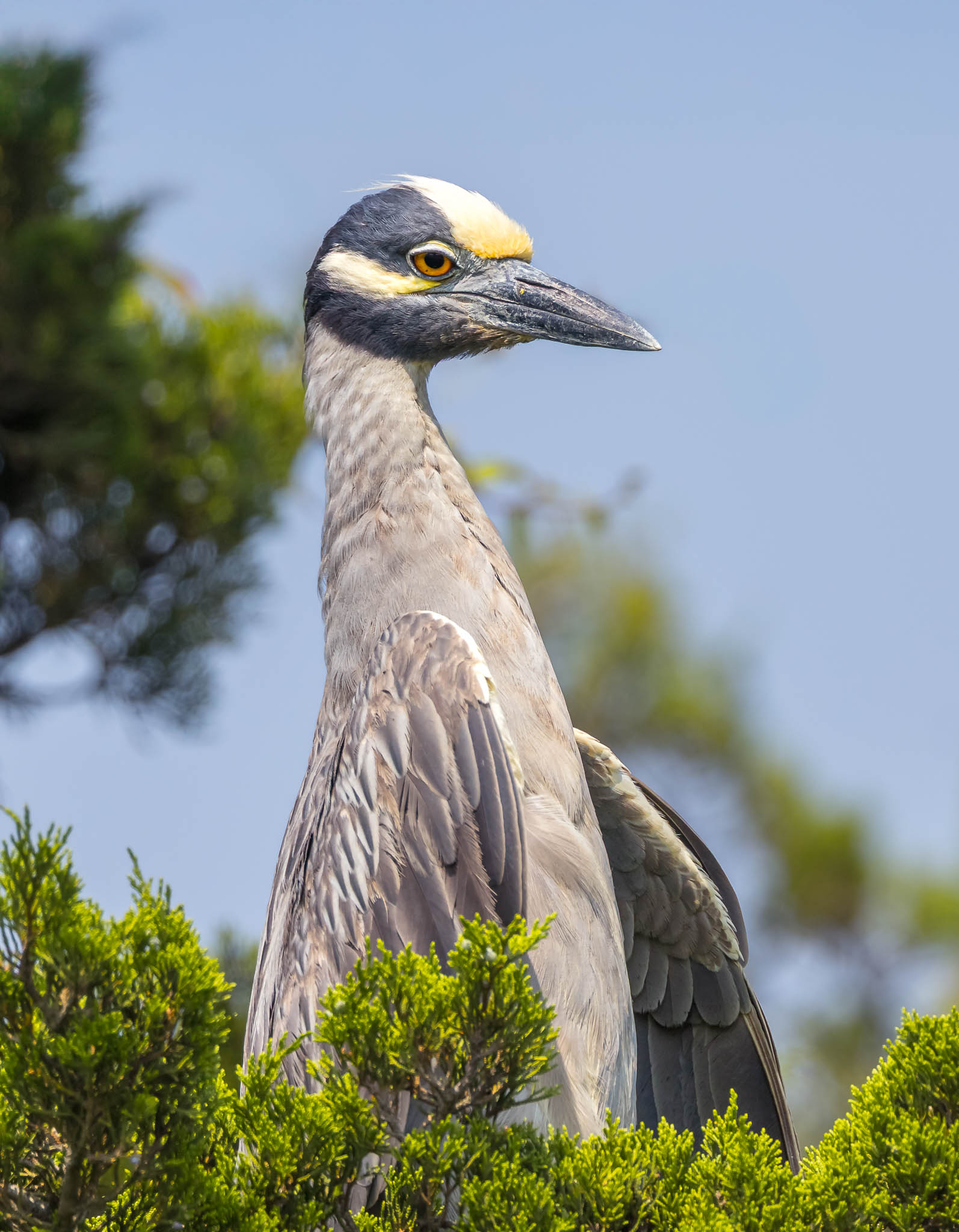 Yellow-crowned Night Heron