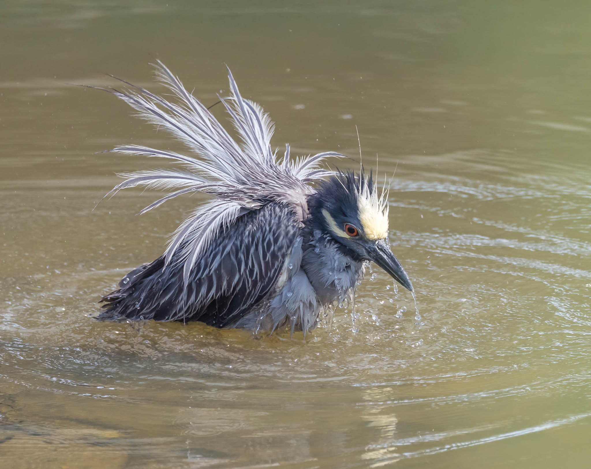 Yellow-crowned Night Heron