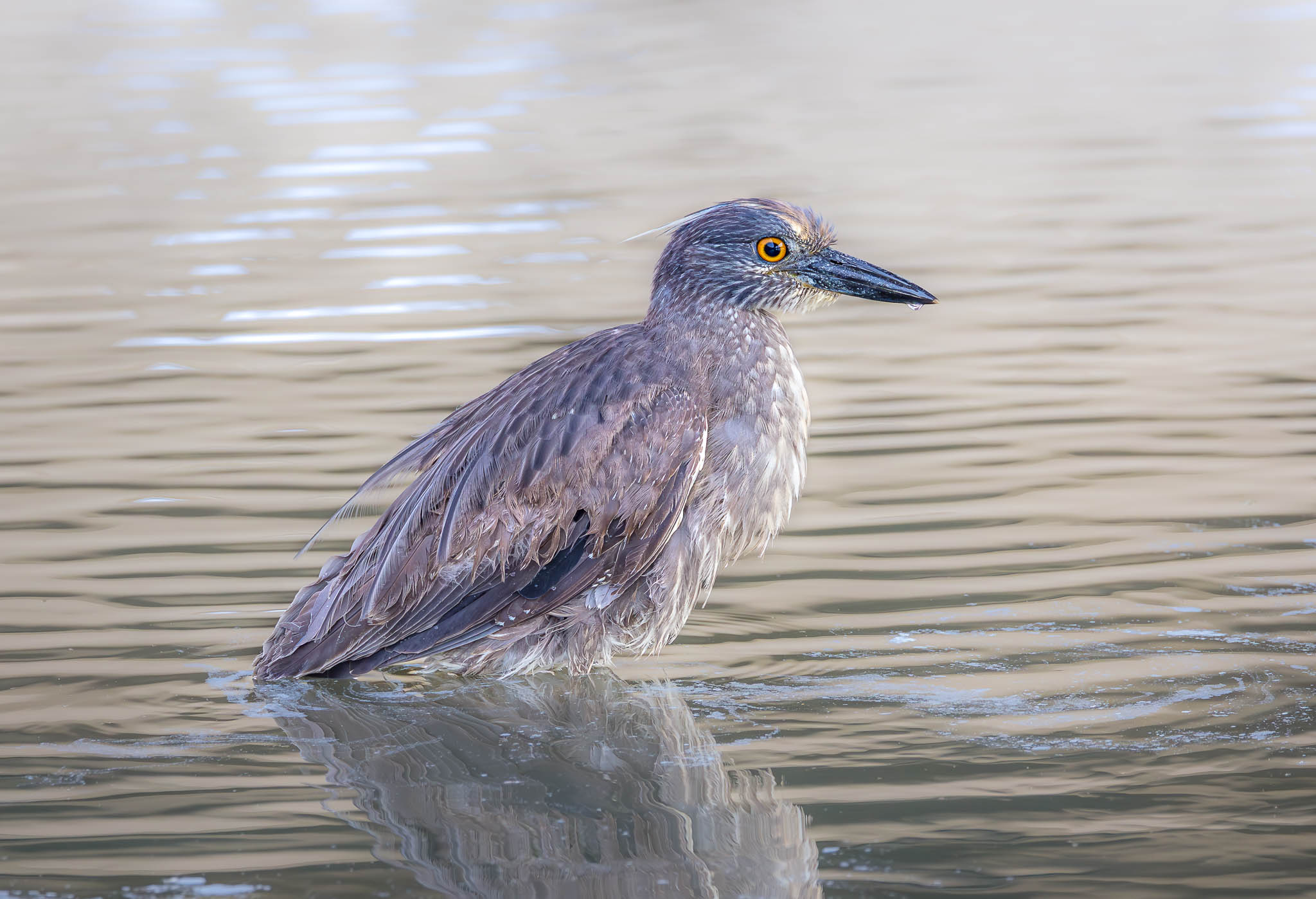 Yellow-crowned Night Heron