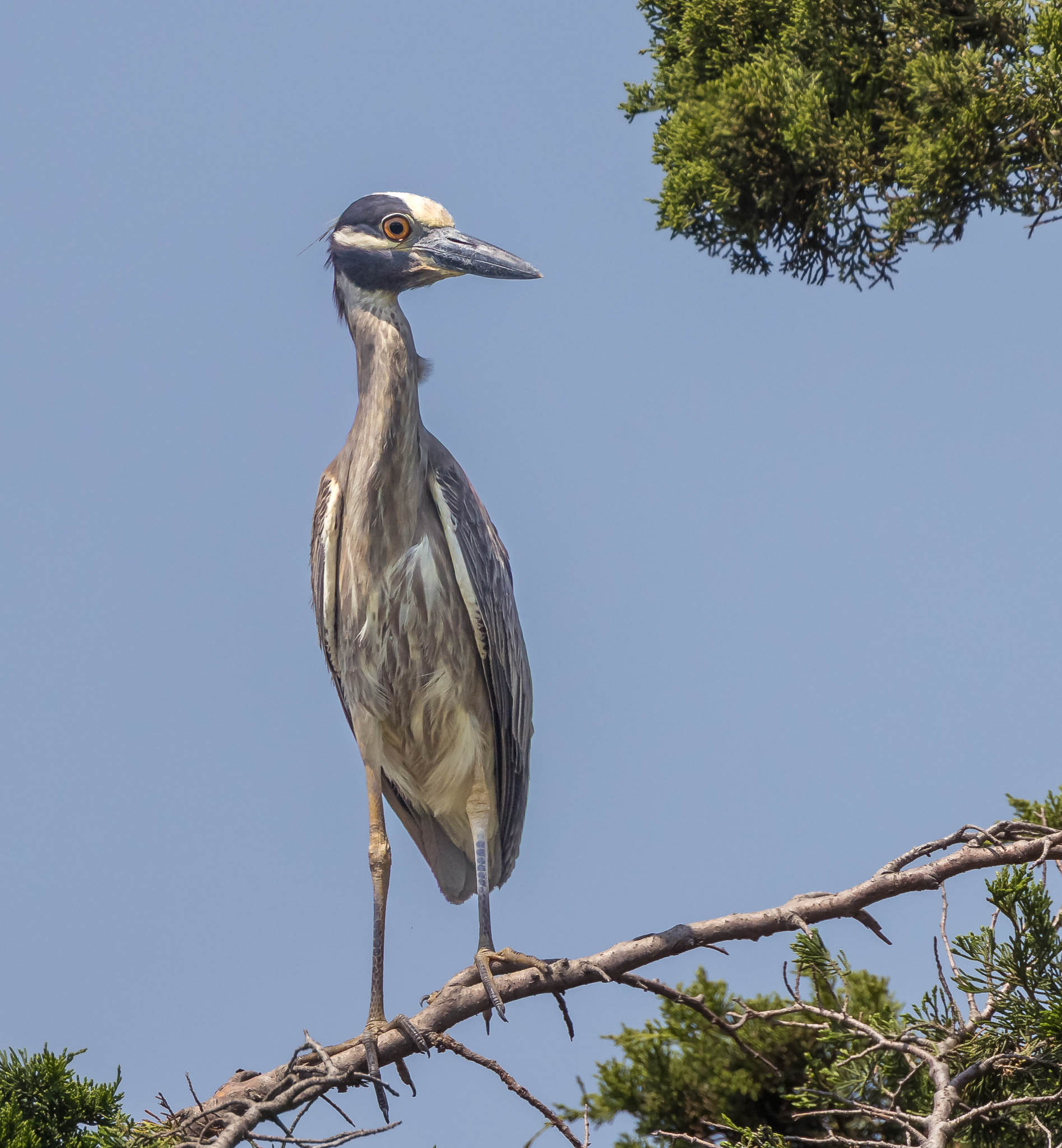Yellow-crowned Night Heron