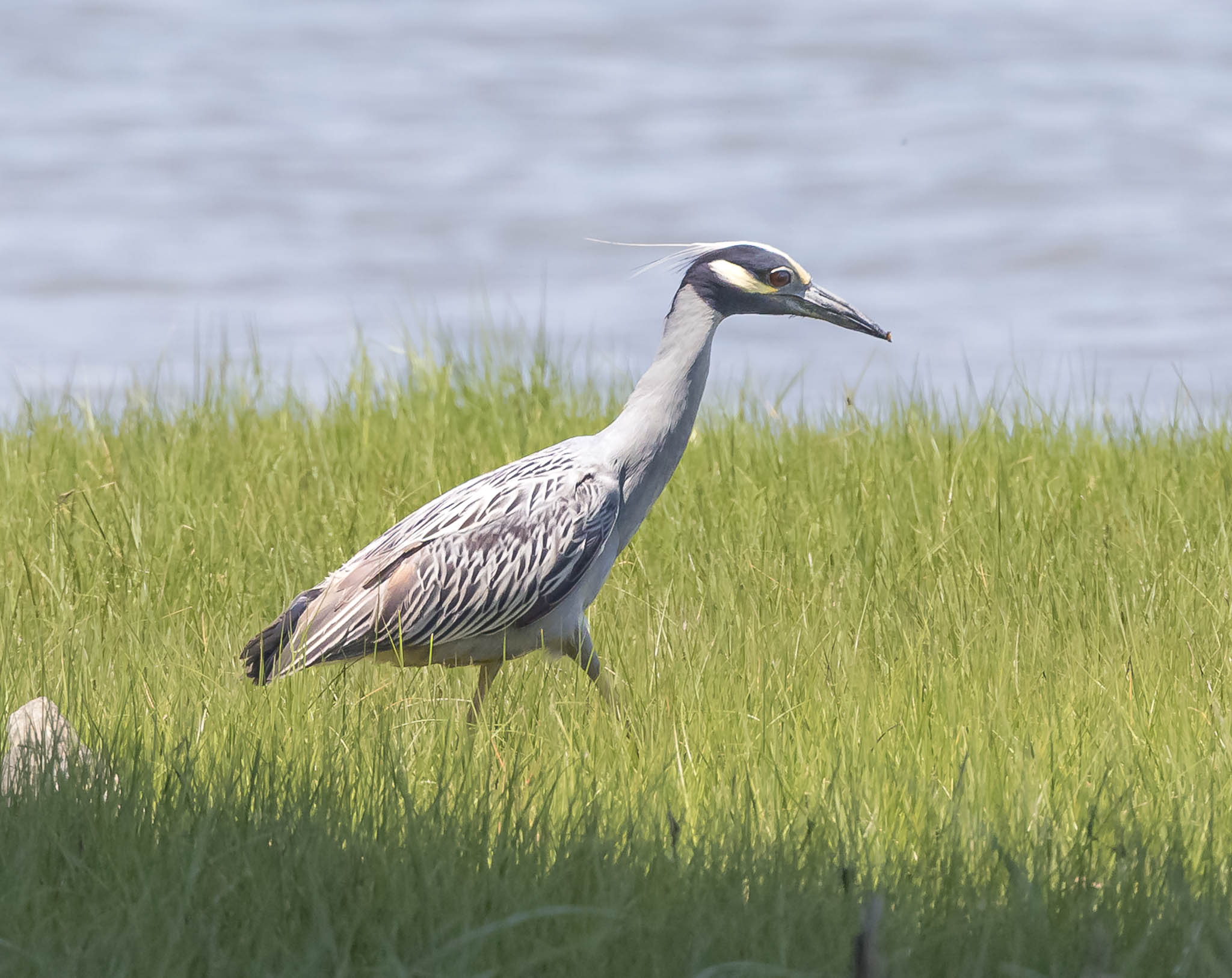 Yellow-crowned Night Heron