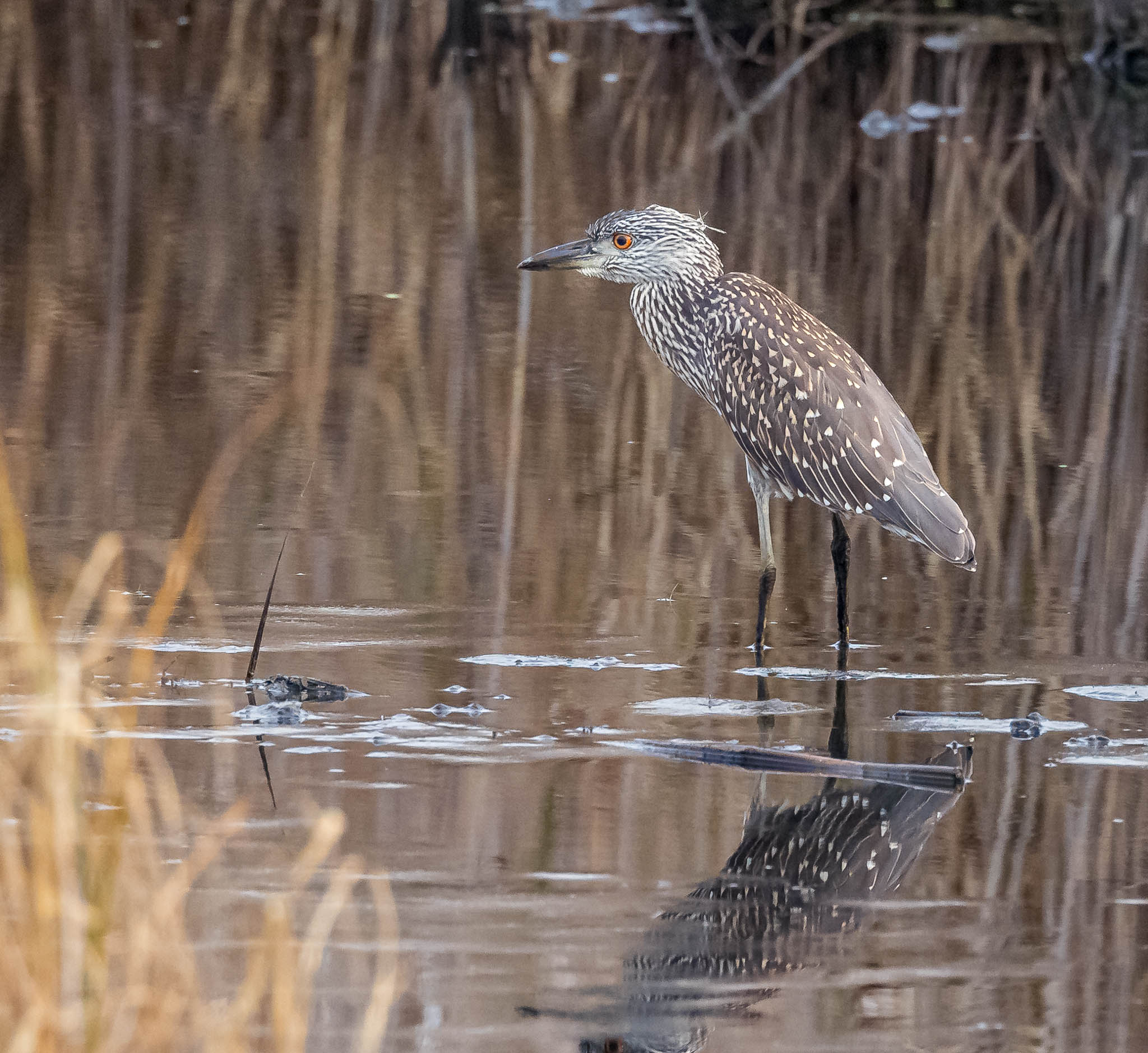 Yellow-crowned Night Heron