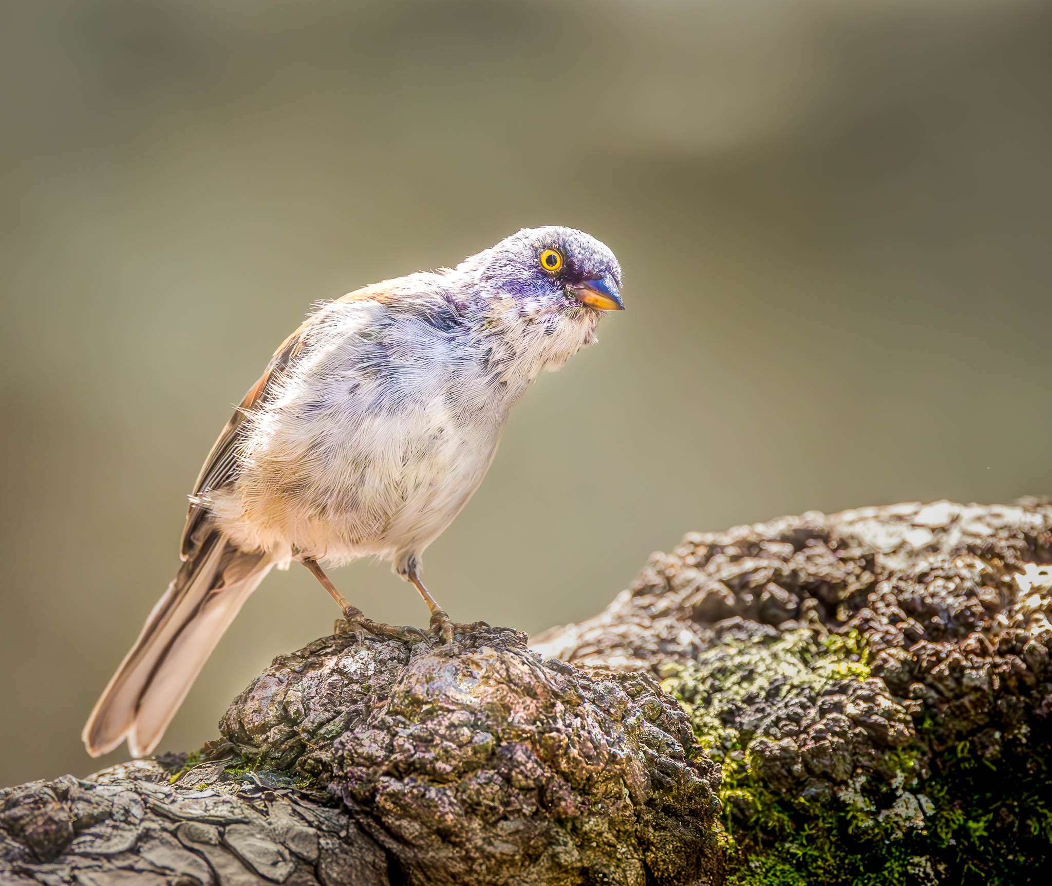 Yellow-eyed Junco