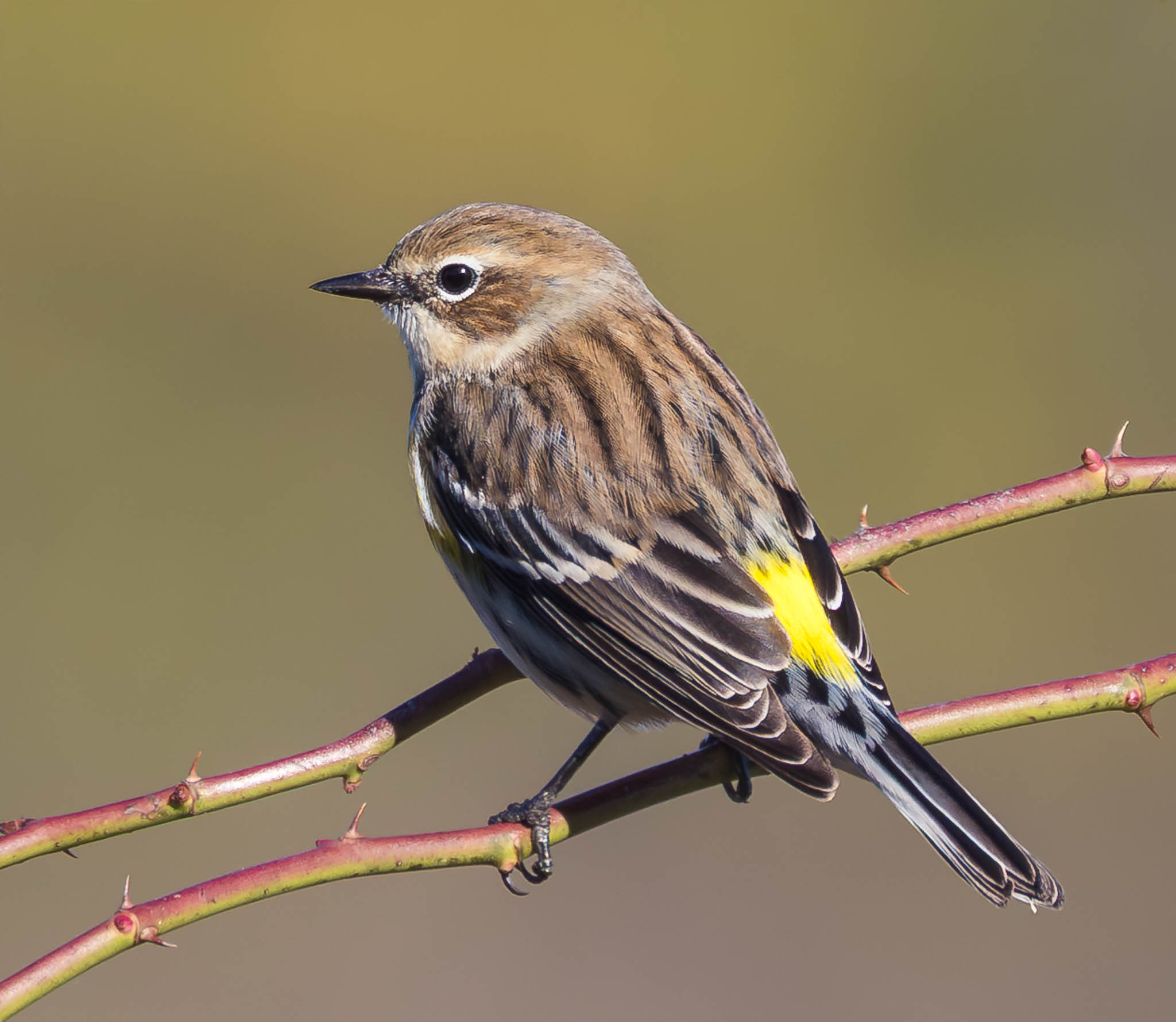 Yellow-rumped Warbler