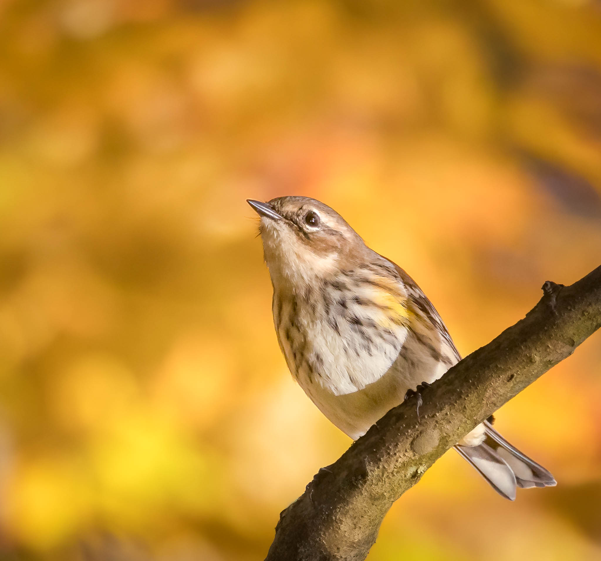 Yellow-rumped Warbler