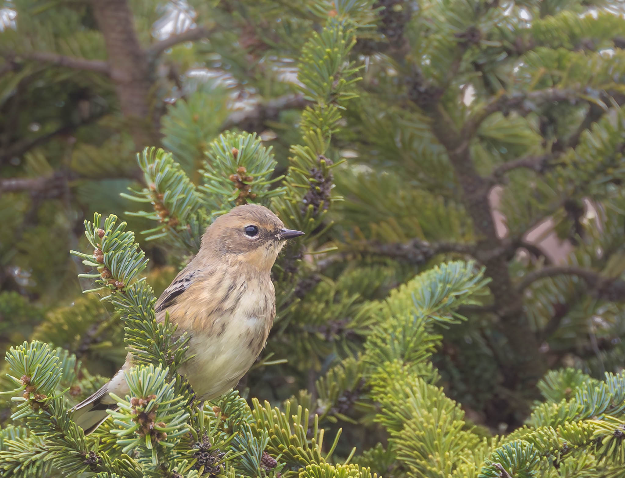 Yellow-rumped Warbler
