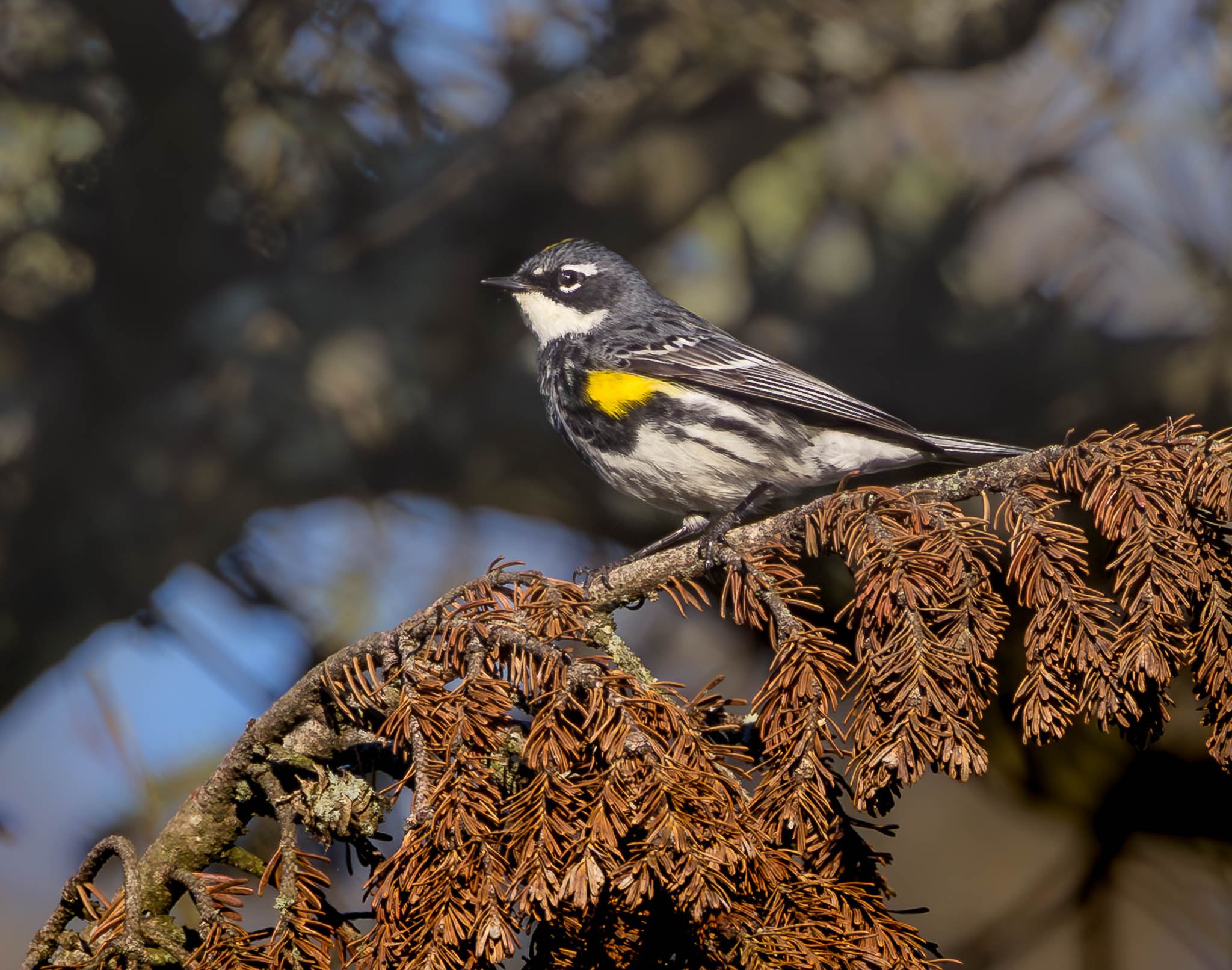 Yellow-rumped Warbler
