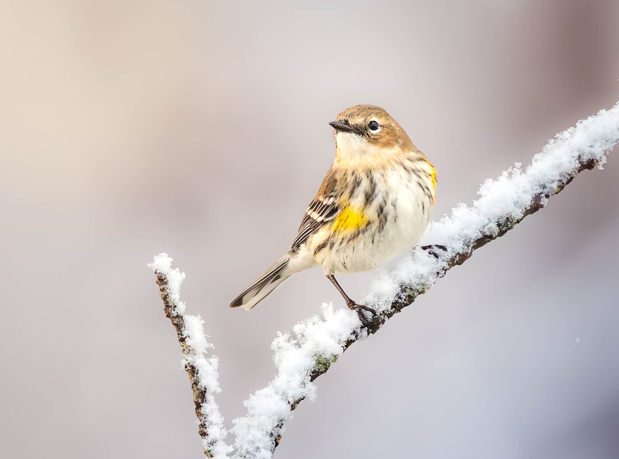 Yellow-rumped Warbler