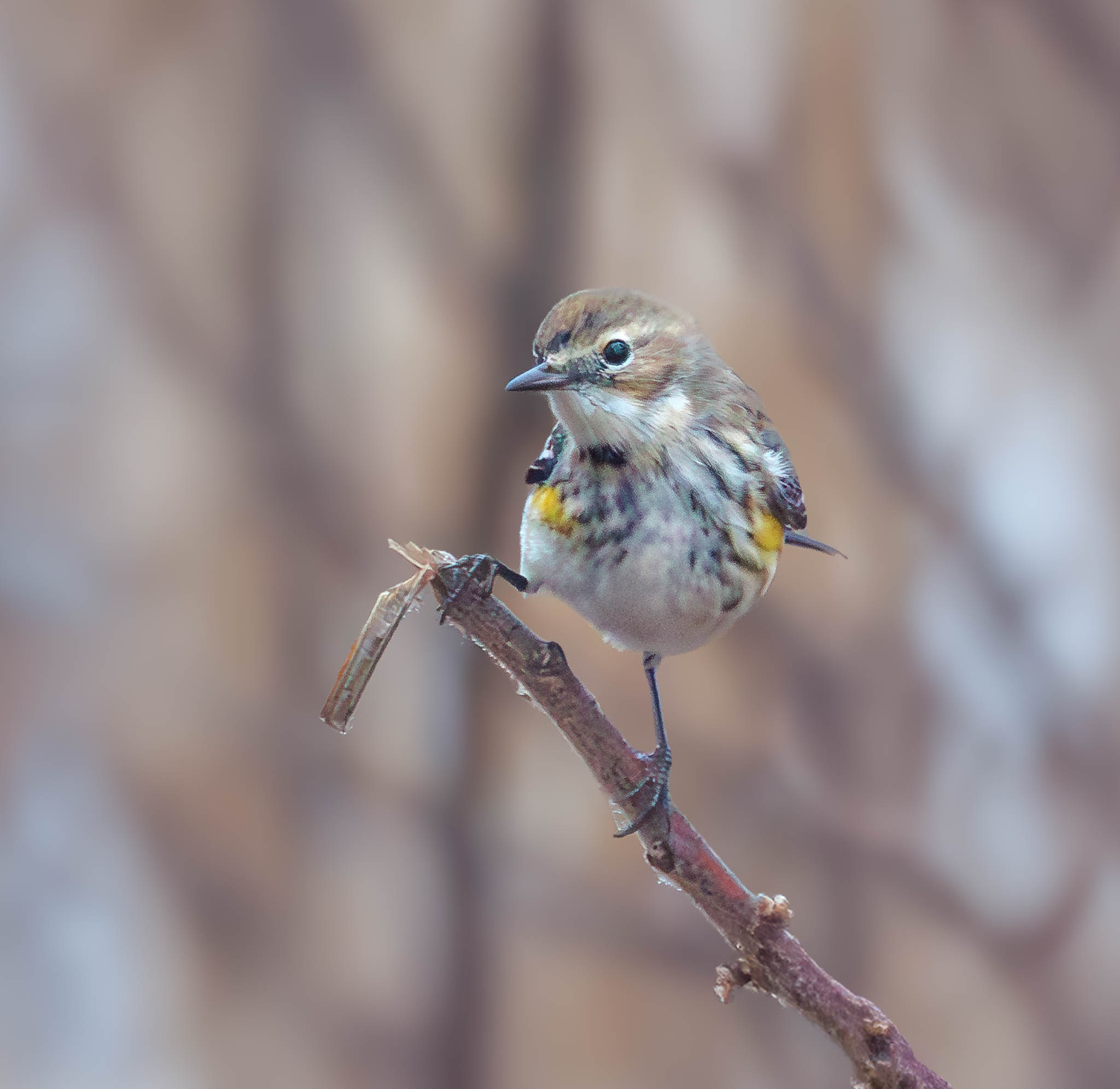 Yellow-rumped Warbler