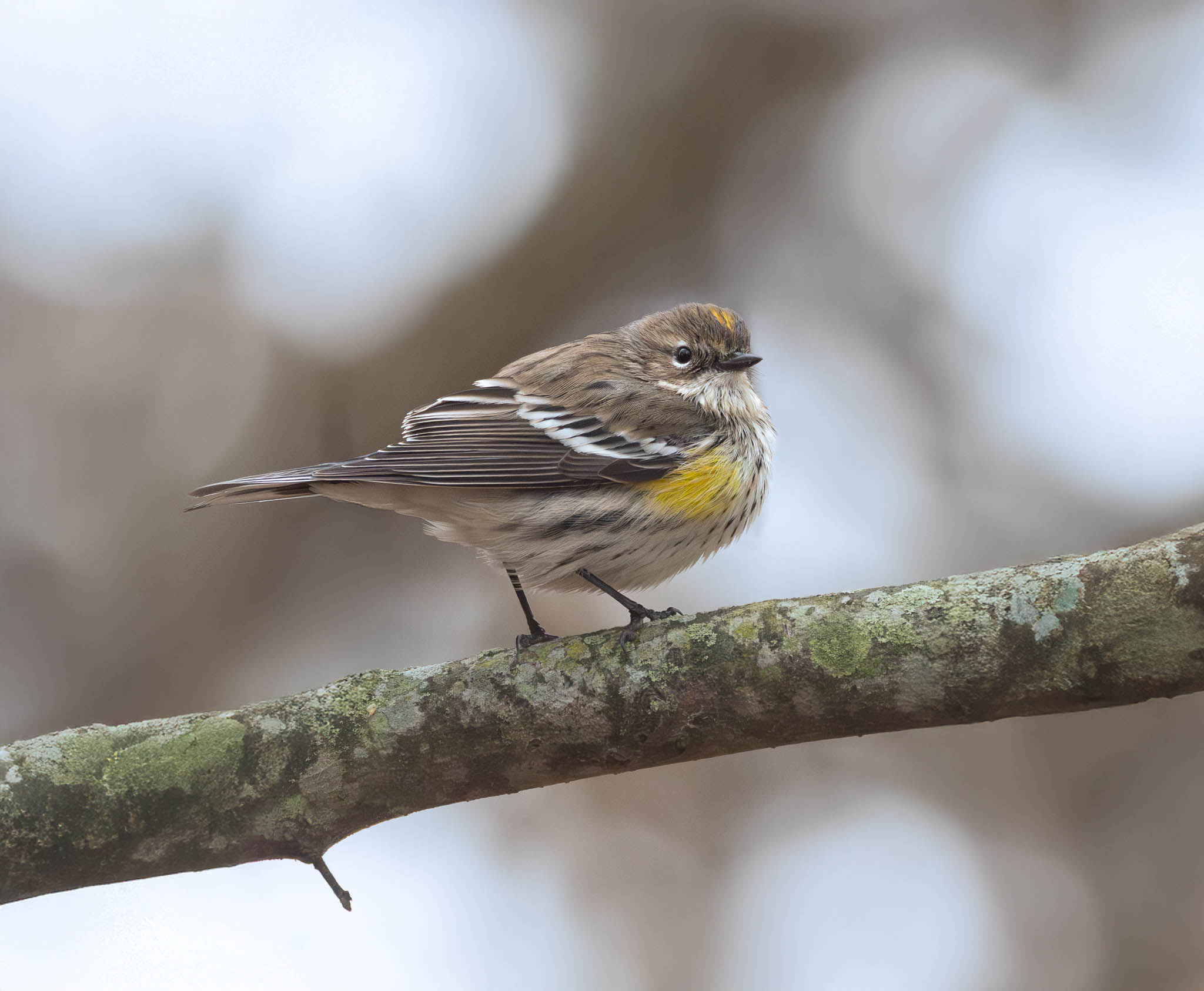 Yellow-rumped Warbler
