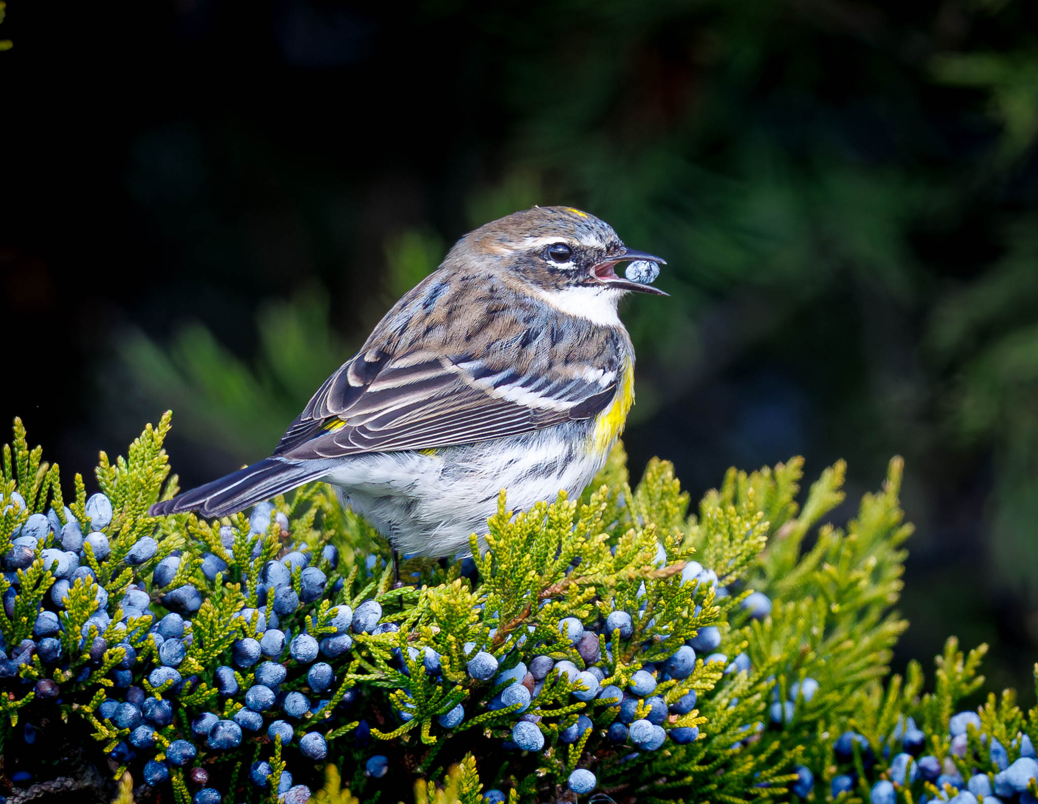 Yellow-rumped Warbler