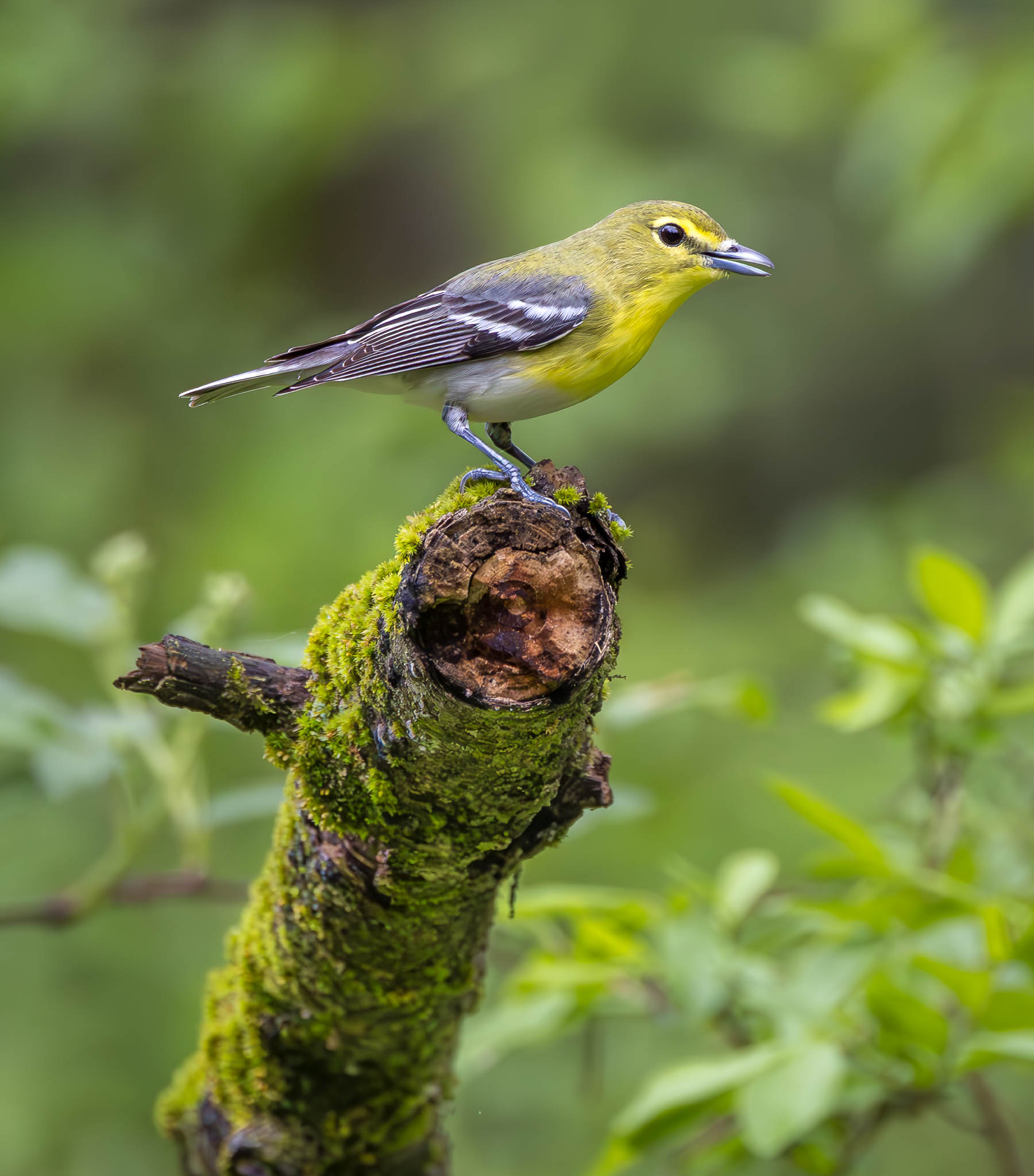 Yellow-throated Vireo