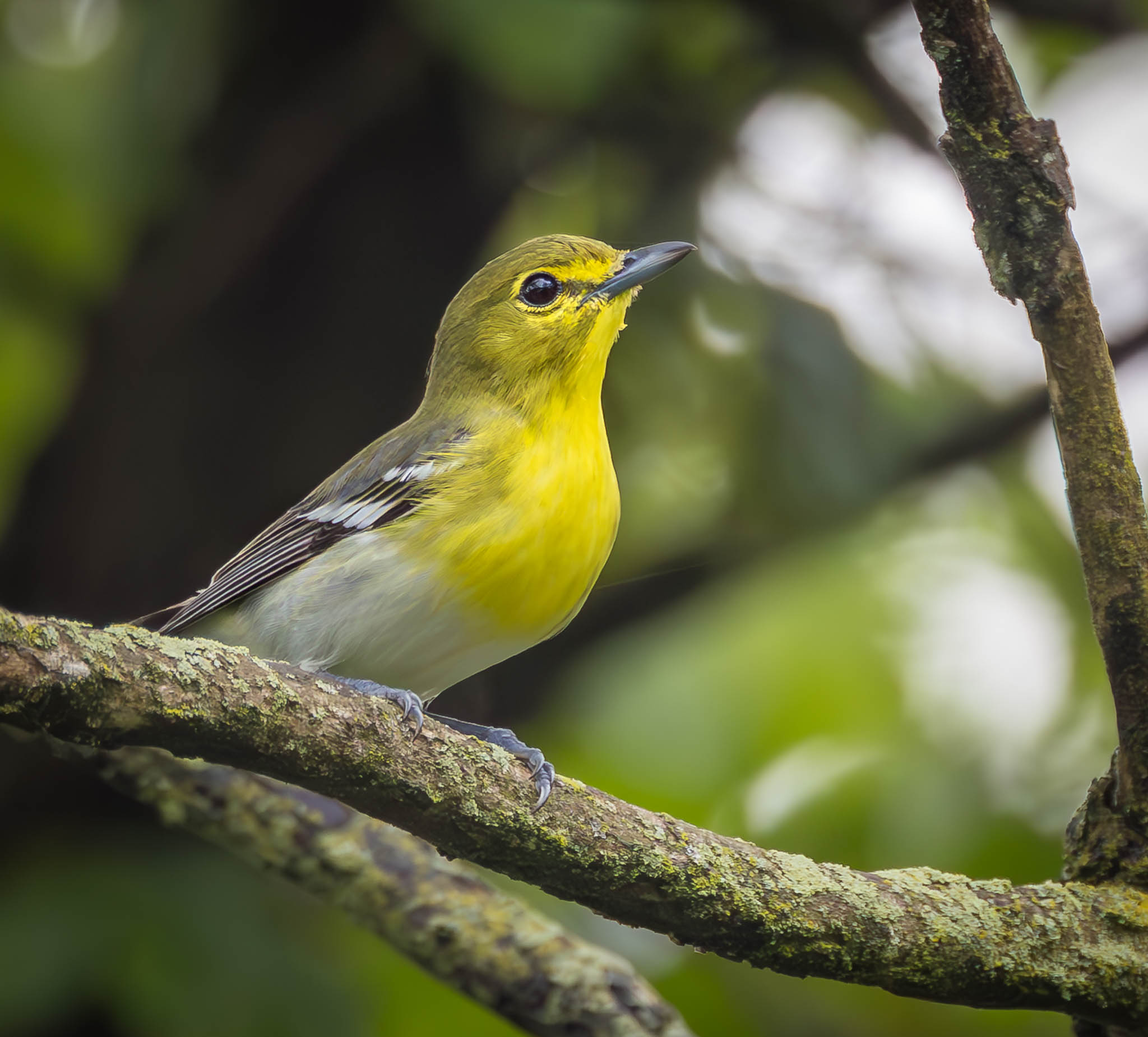 Yellow-throated Vireo