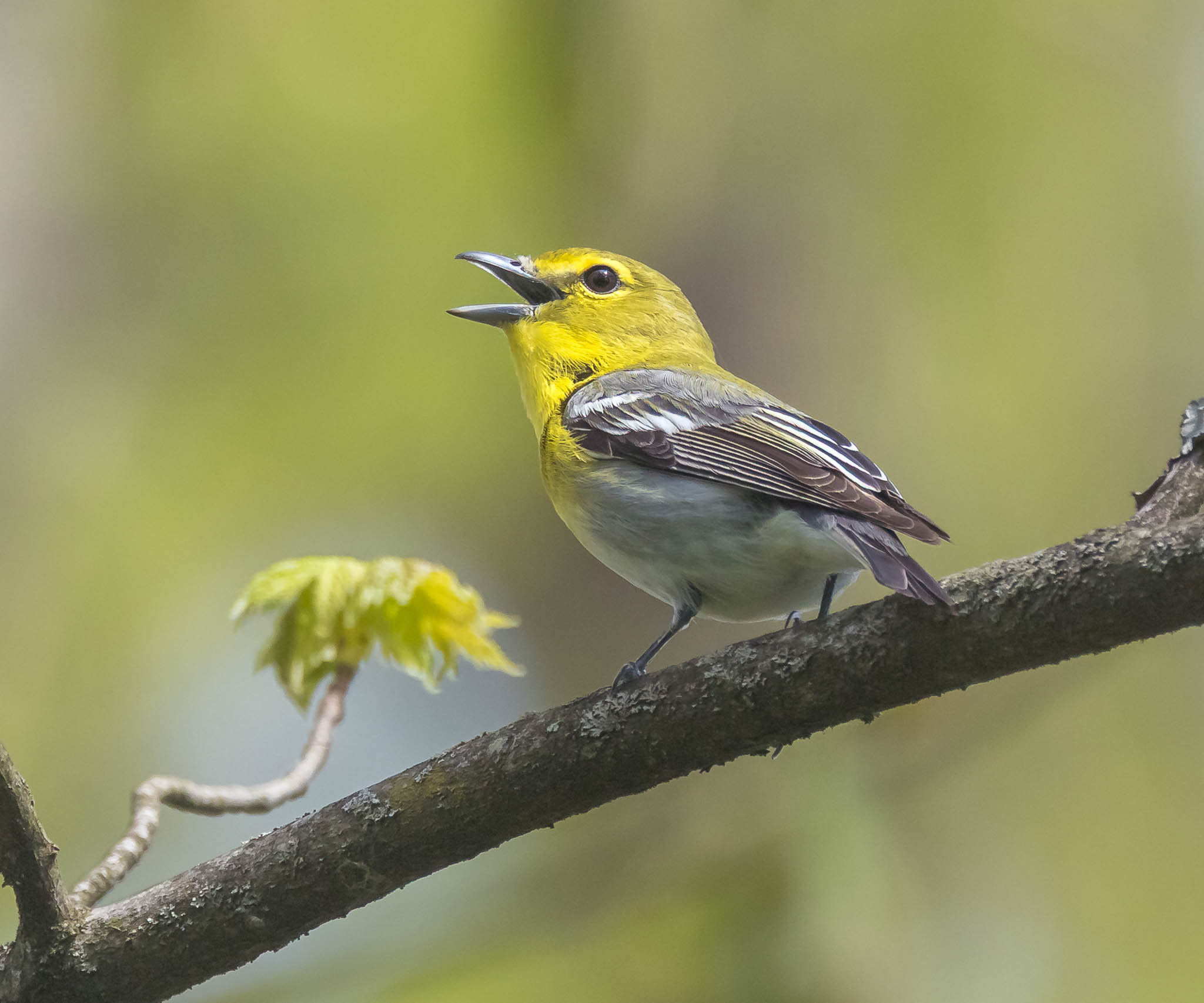 Yellow-throated Vireo