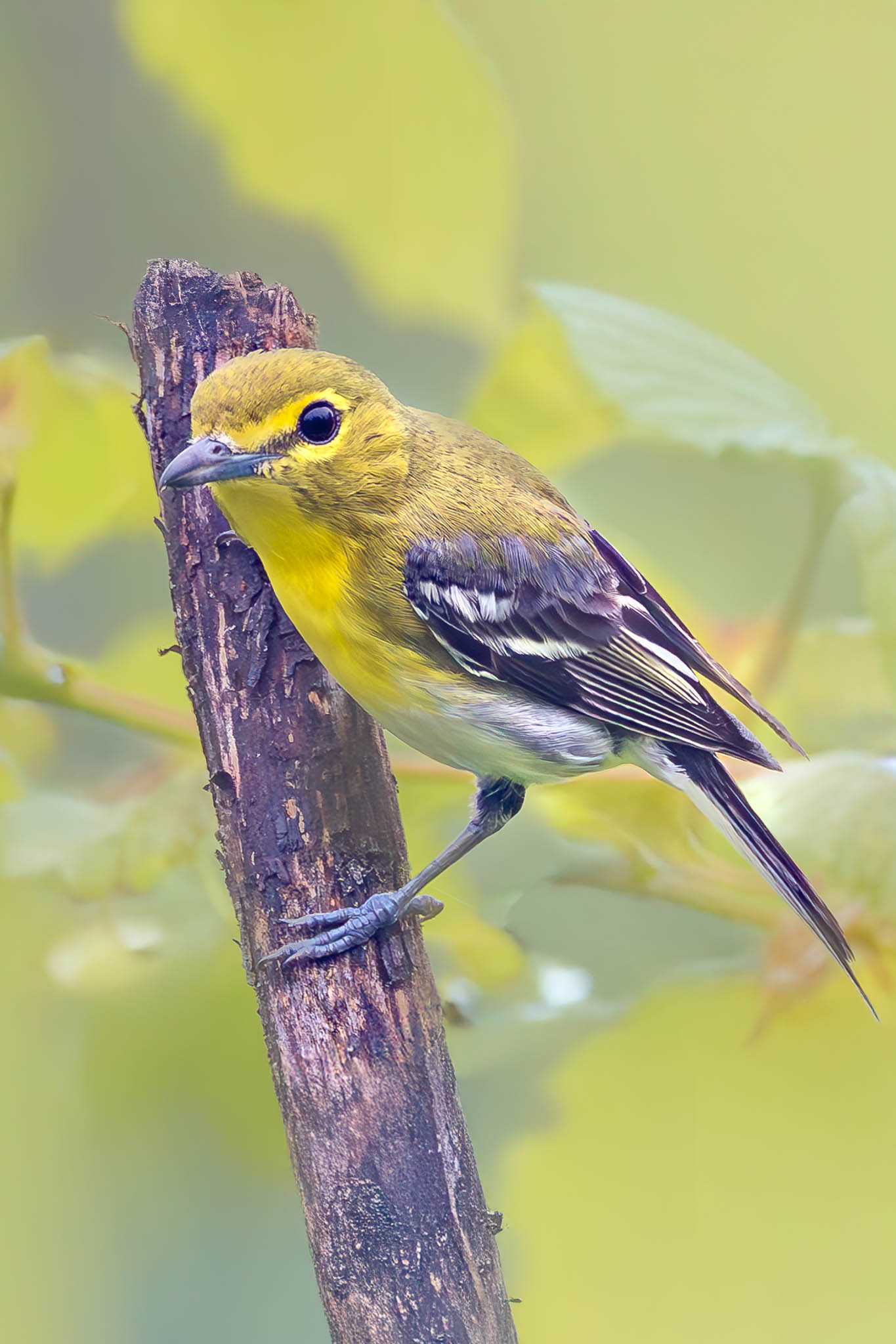 Yellow-throated Vireo