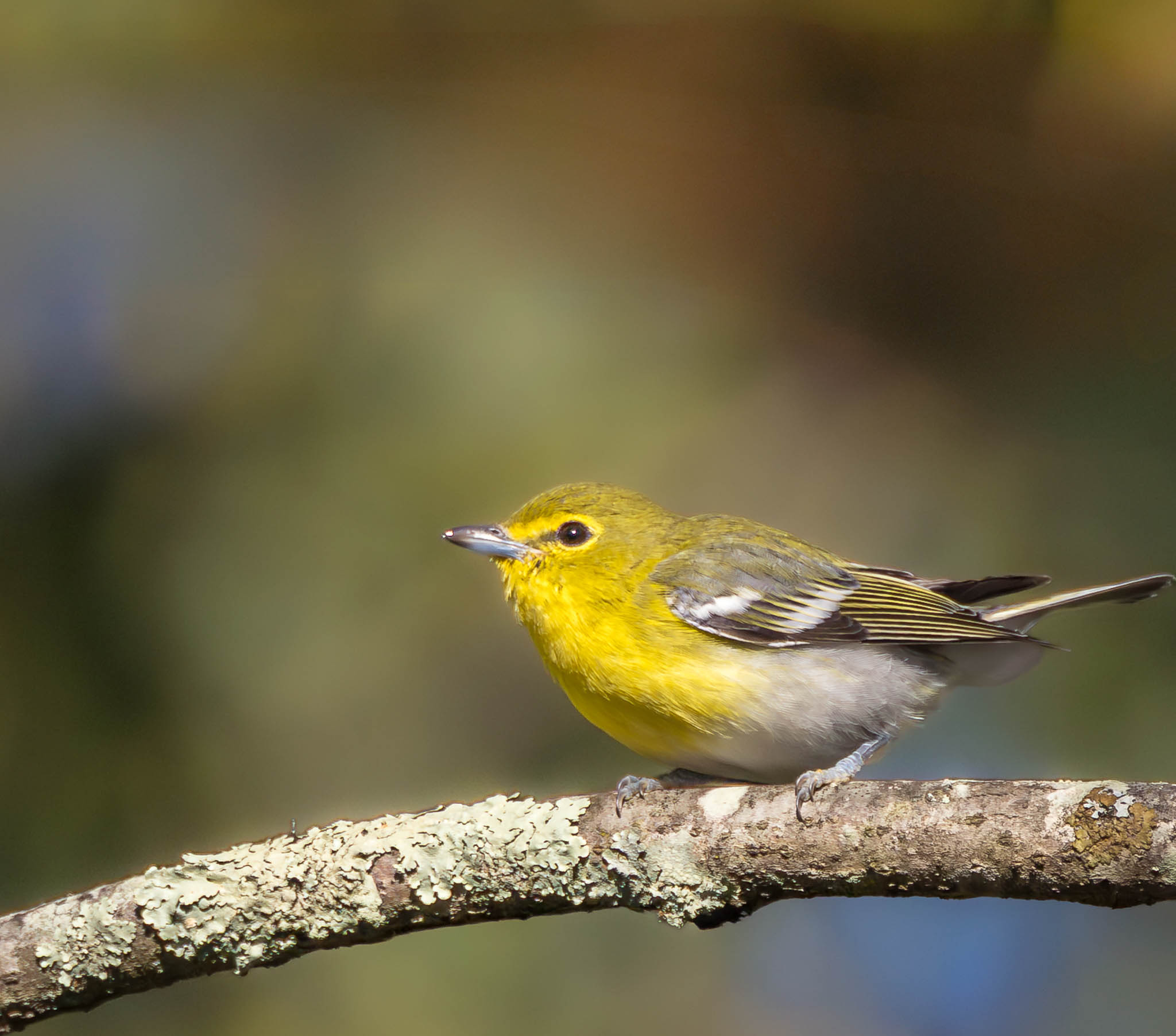 Yellow-throated Vireo