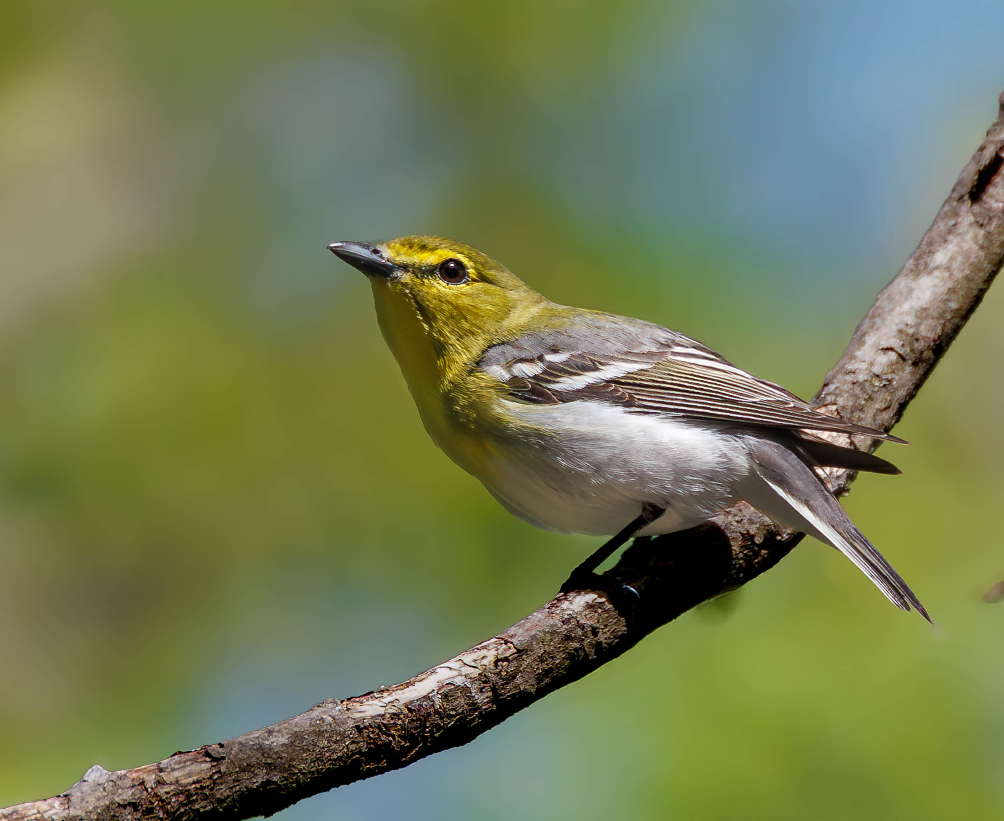 Yellow-throated Vireo