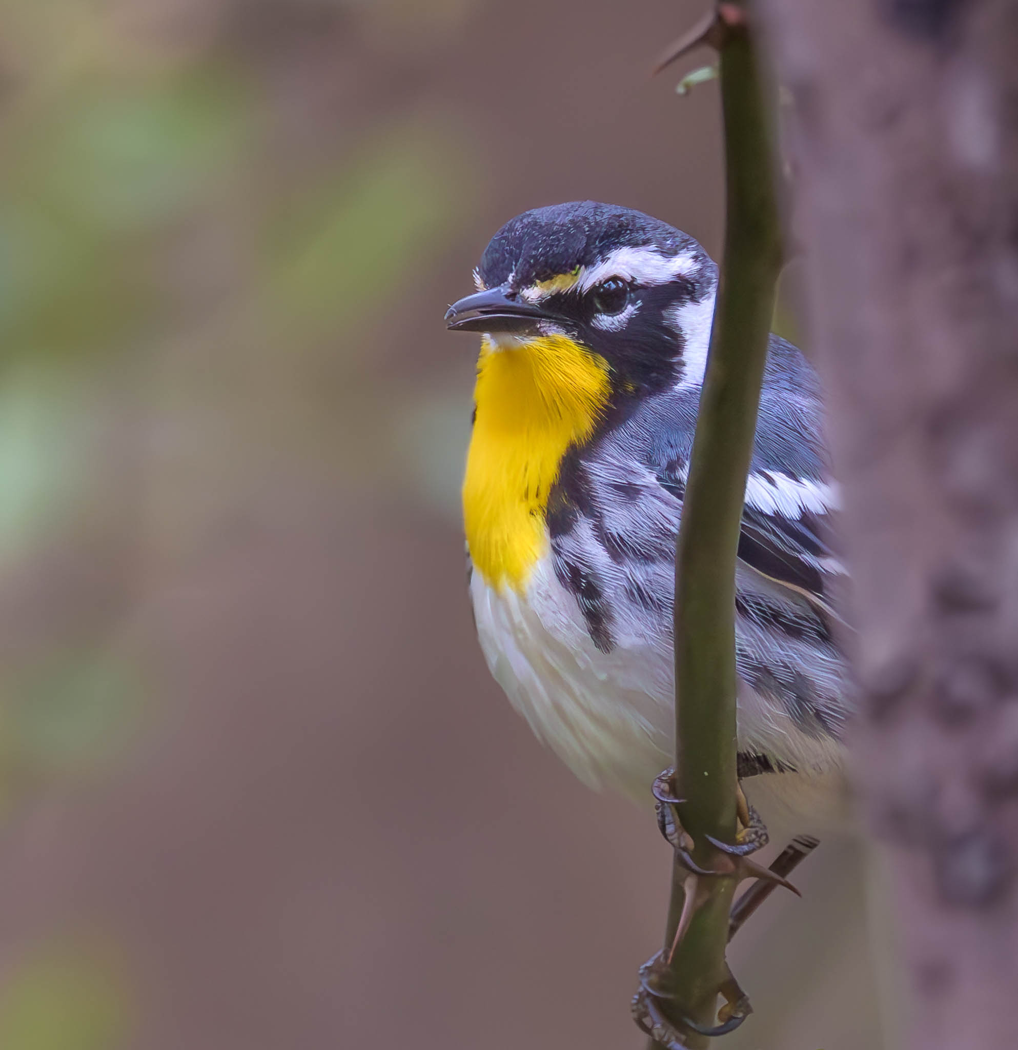 Yellow-throated Warbler
