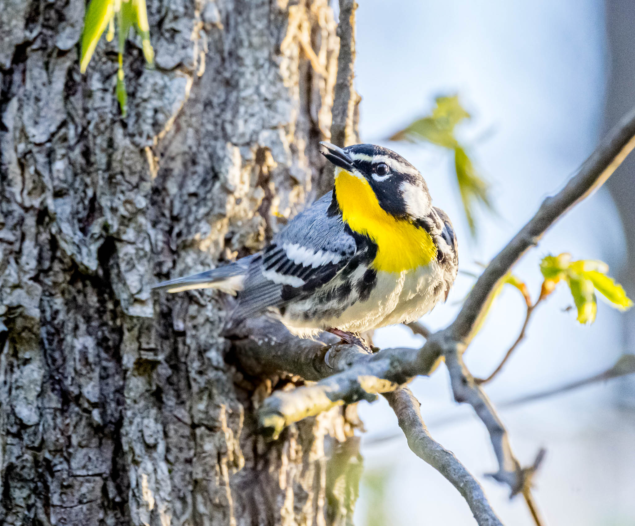 Yellow-throated Warbler