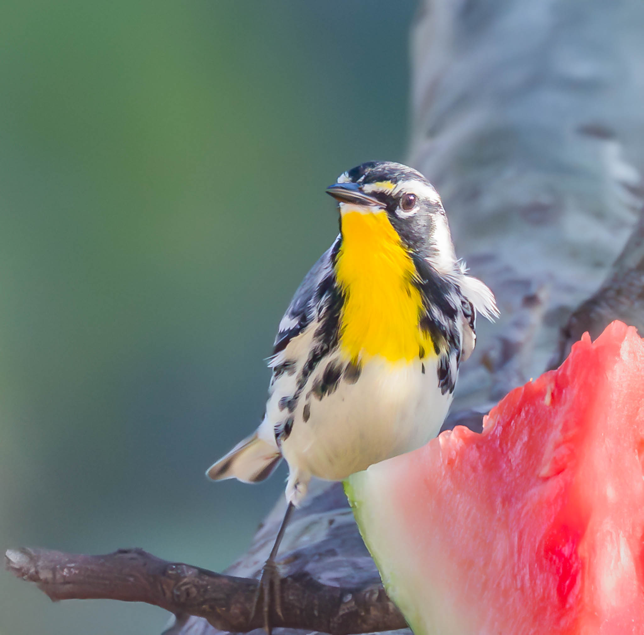 Yellow-throated Warbler