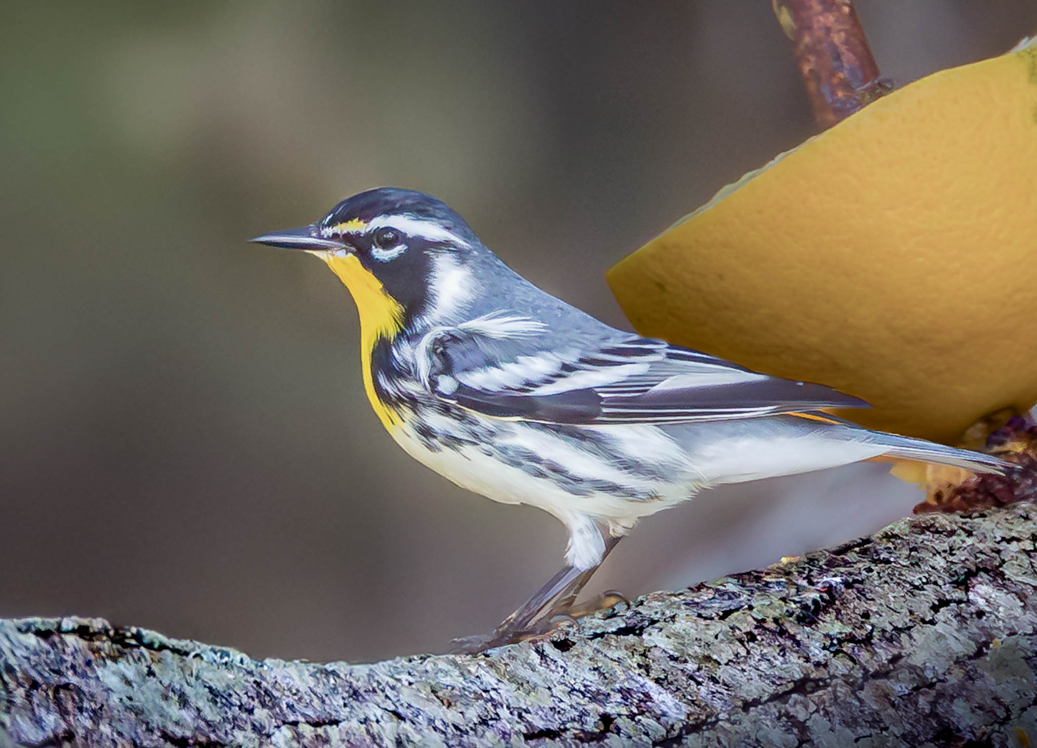 Yellow-throated Warbler