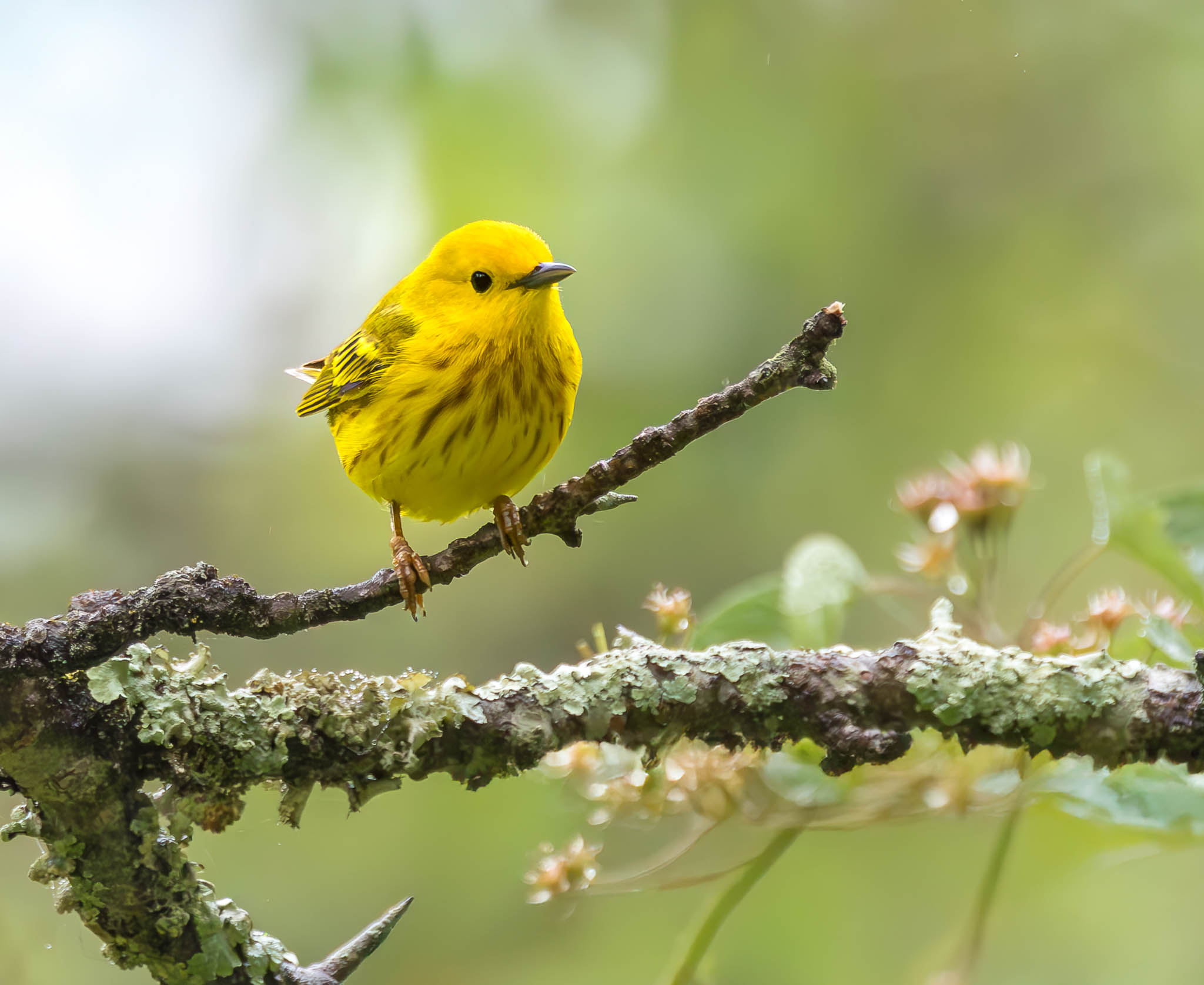 Yellow Warbler