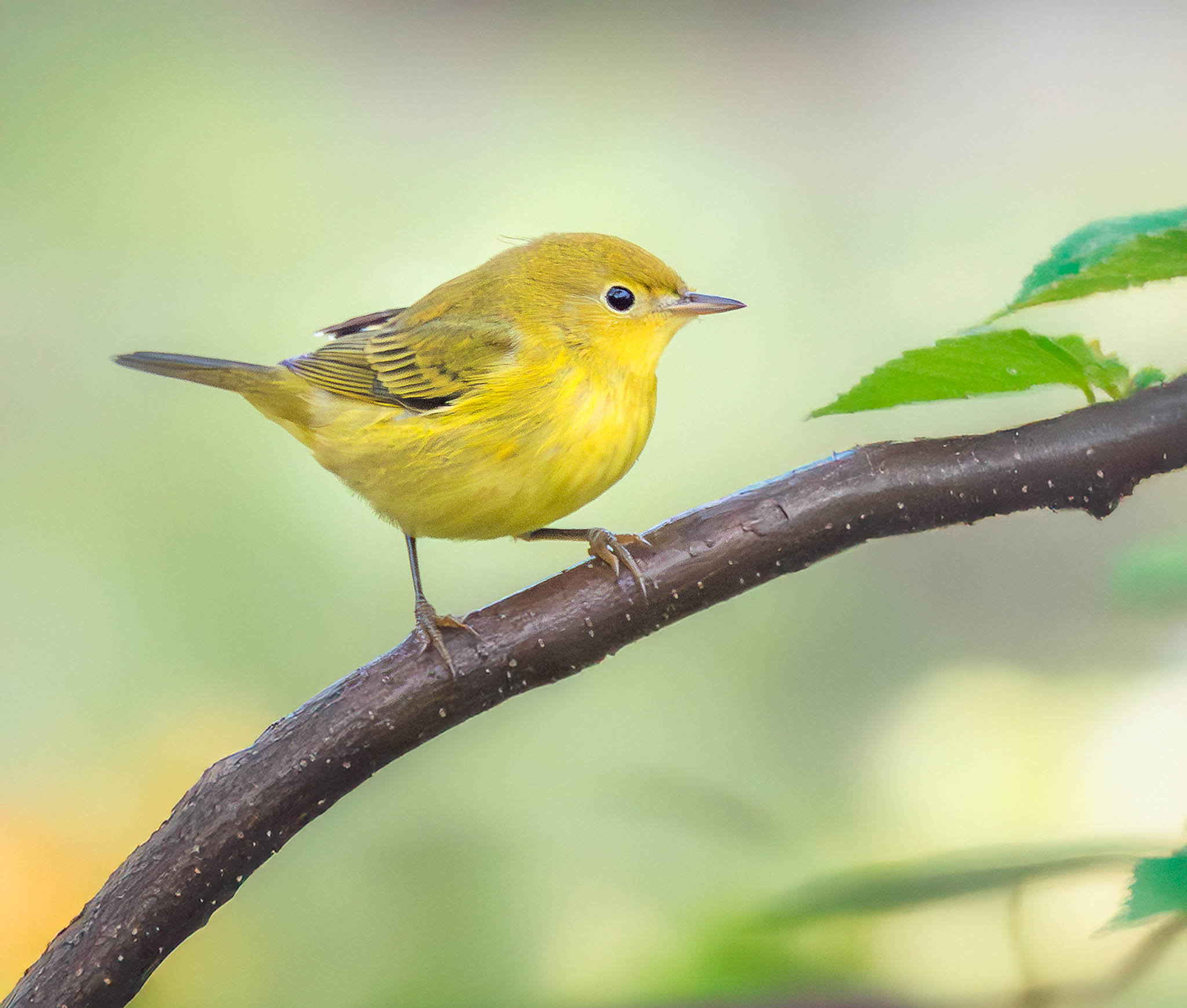 Yellow Warbler